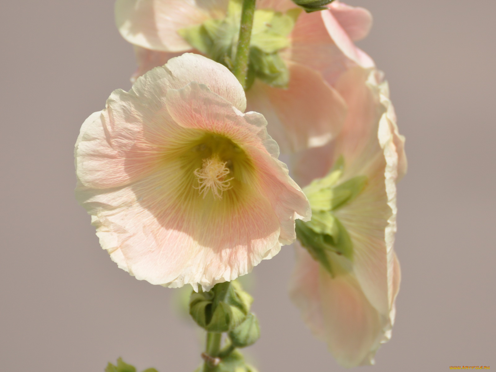 цветы, мальвы