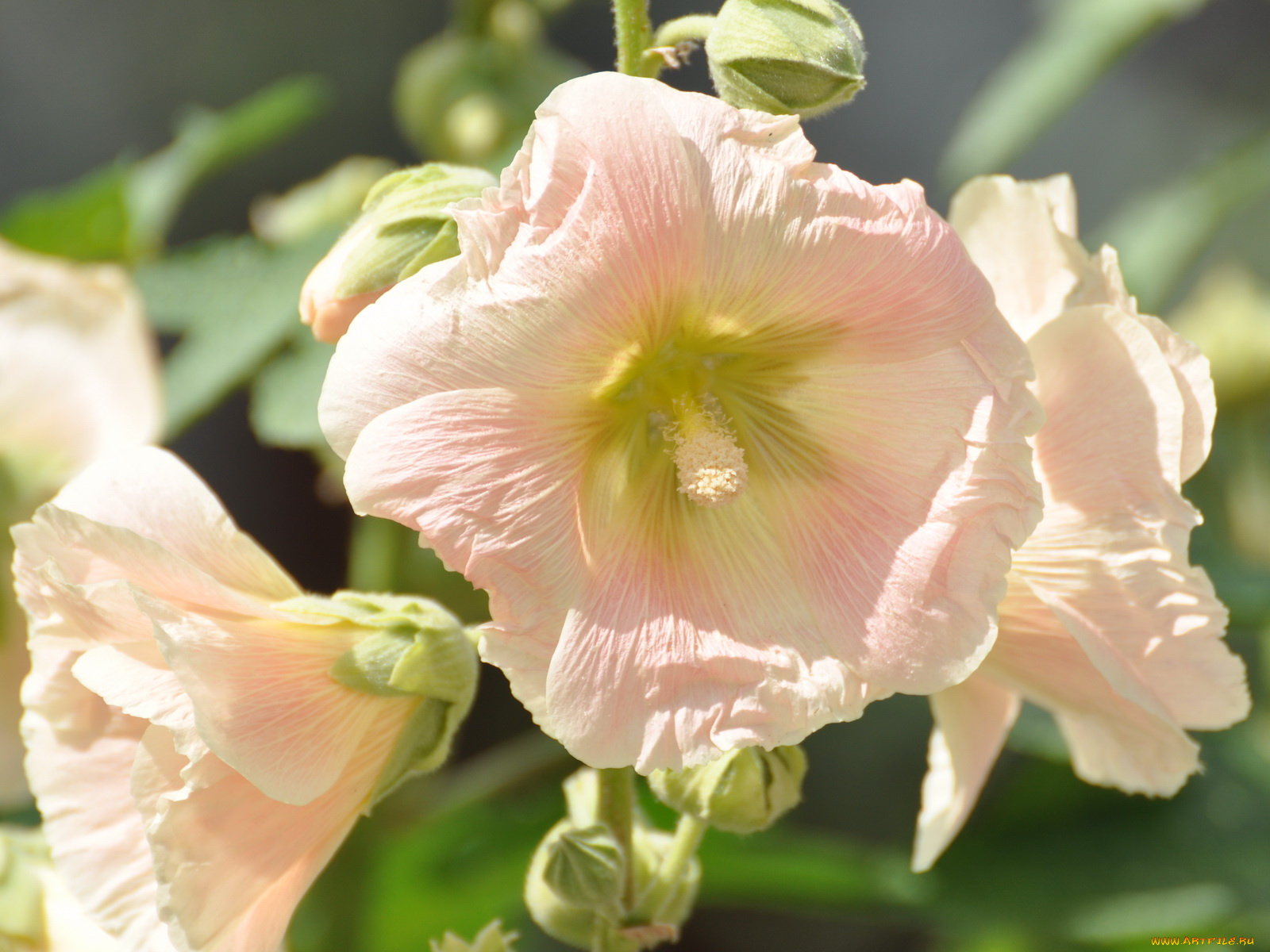 цветы, мальвы