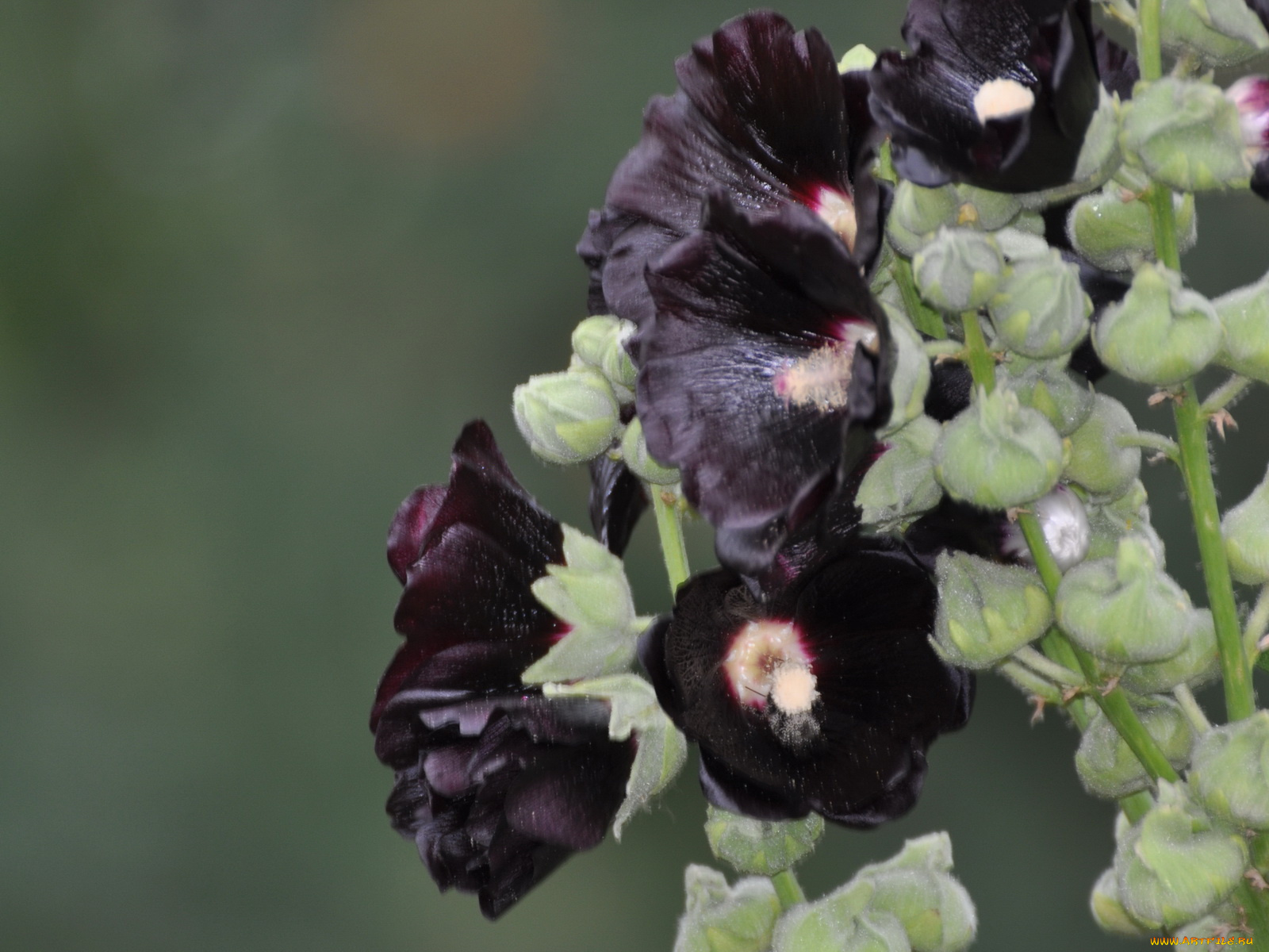 цветы, мальвы