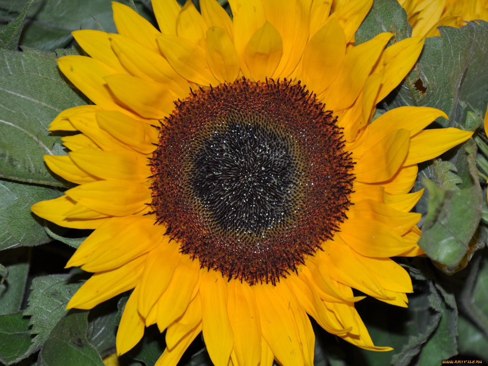 цветы, подсолнухи