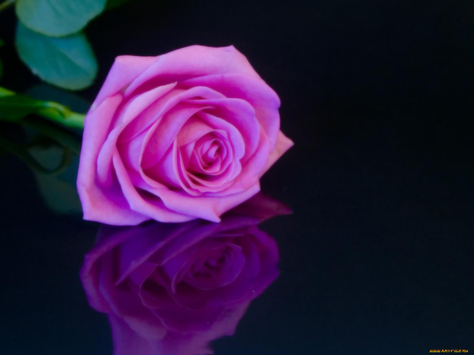 цветы, розы