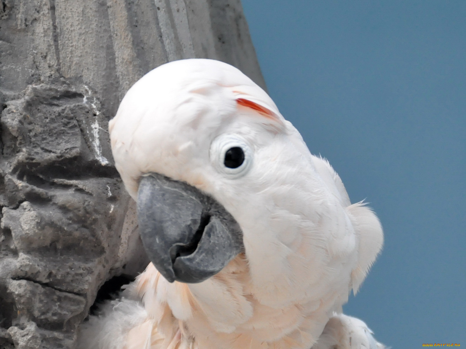 животные, попугаи