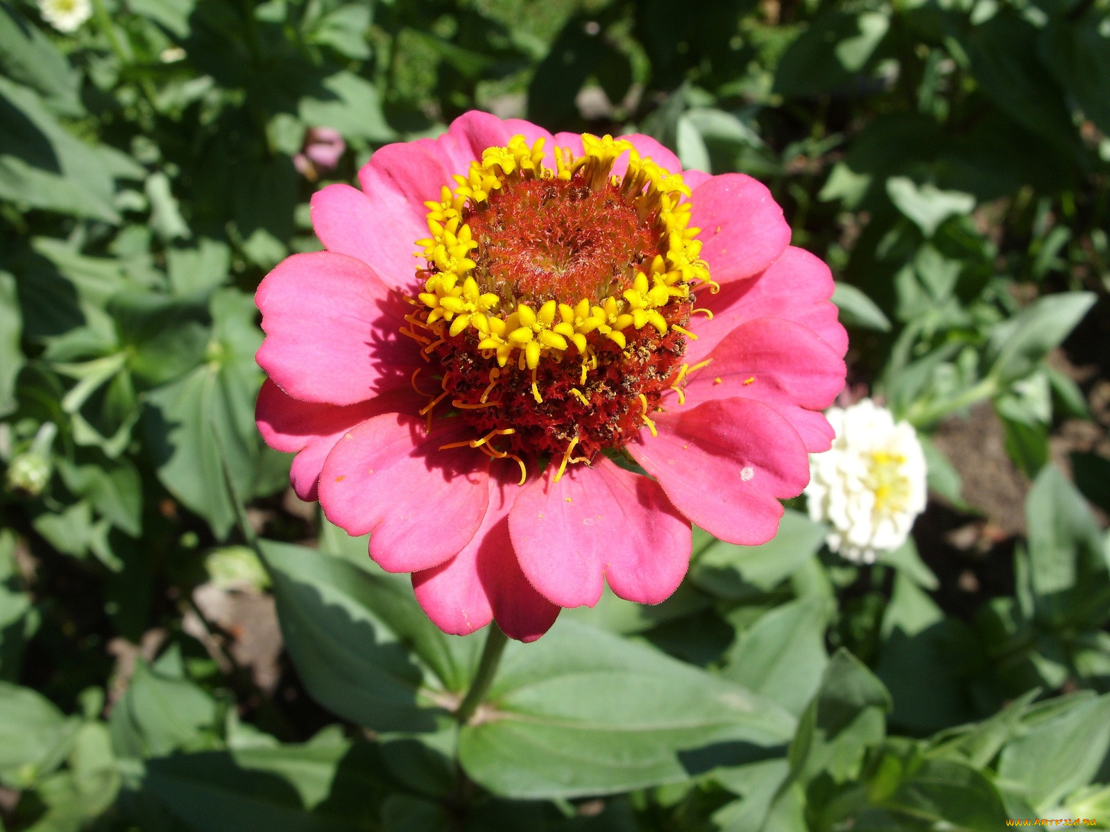 цветы, цинния