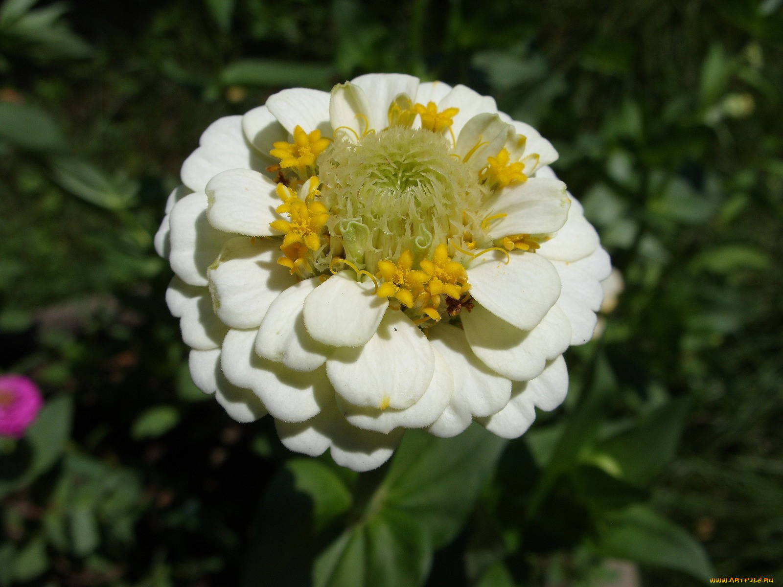 цветы, цинния