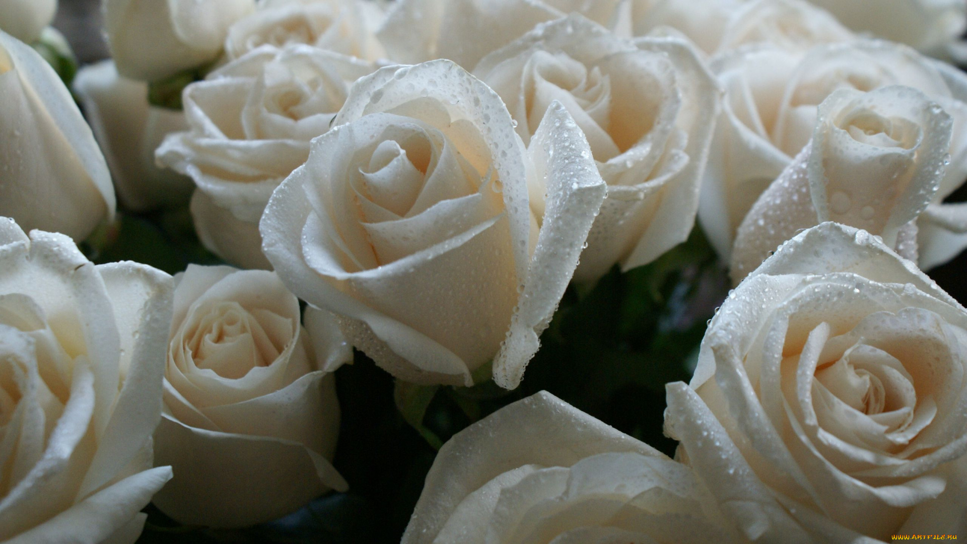 цветы, розы