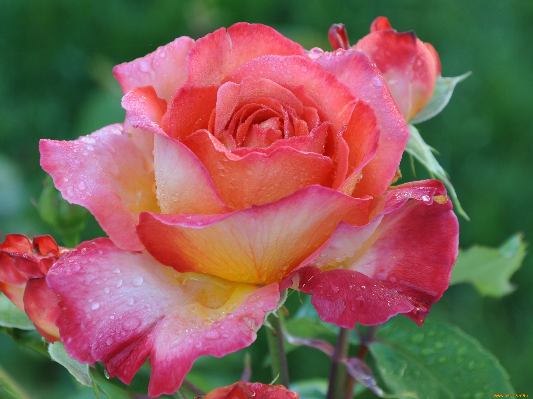 цветы, розы