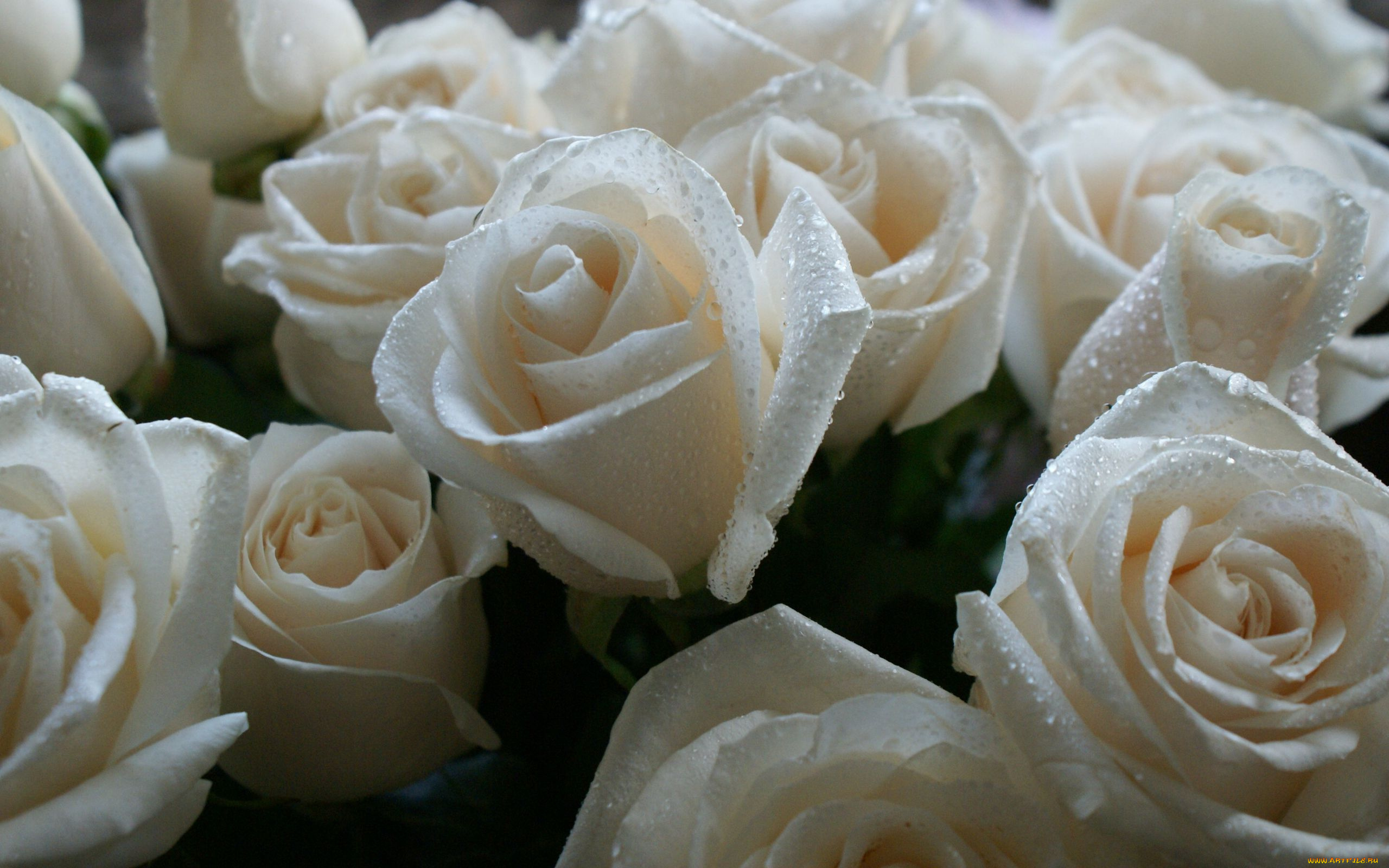цветы, розы