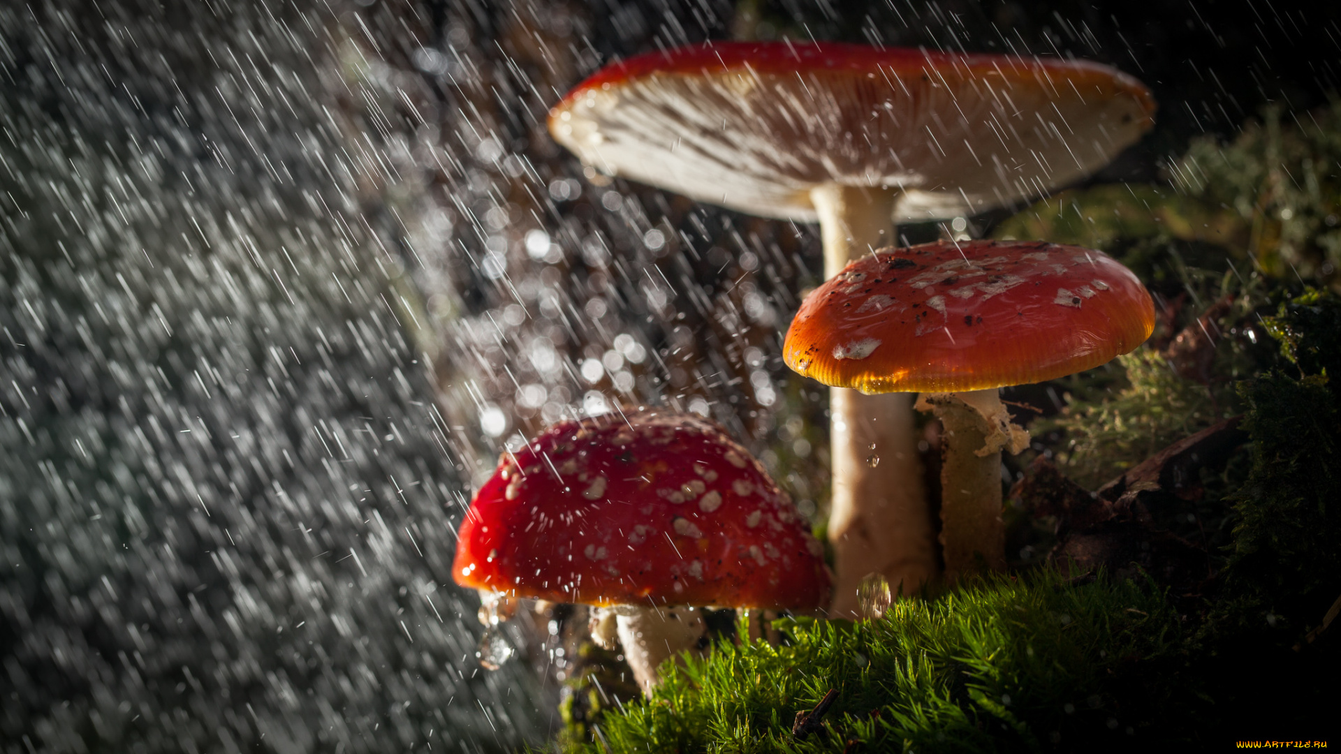 природа, грибы, , мухомор, лес, капли, свет, дождь, макро, мухоморы, боке