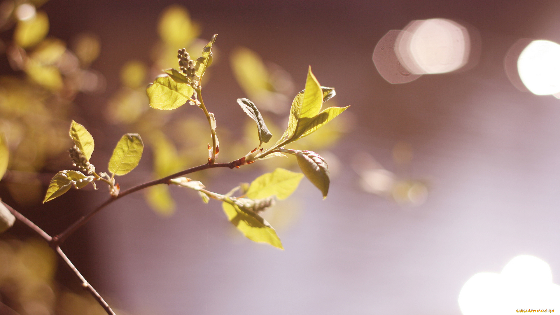 природа, листья, цветение, ветка, весна, блики