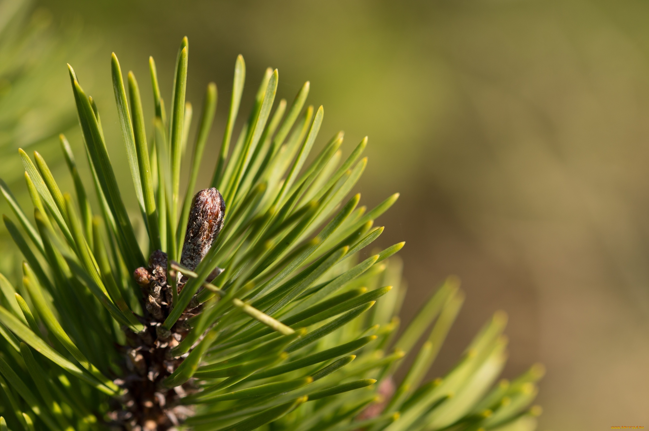 природа, макро, зеленый, иголки, хвоя, ветка