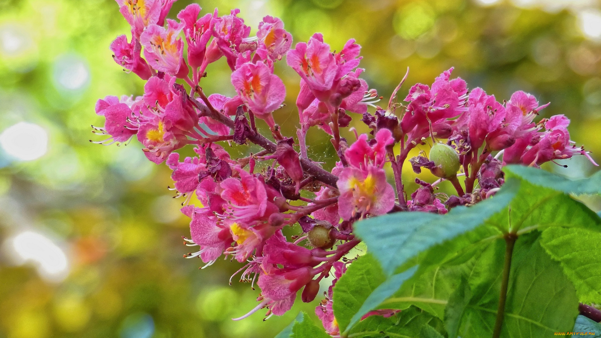 цветы, каштаны, соцветие, цветение, каштан, цветки, макро, листья