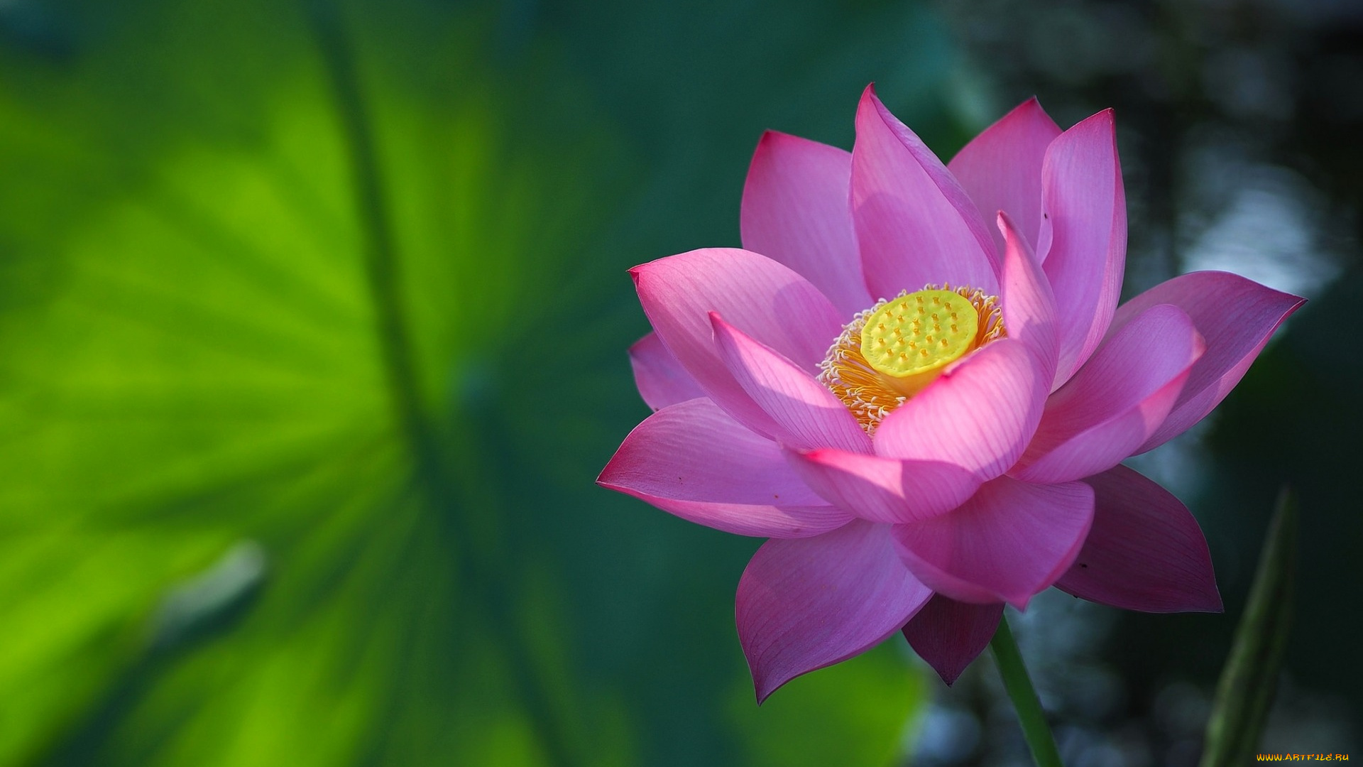 цветы, лотосы, лотос, розовый, лепестки