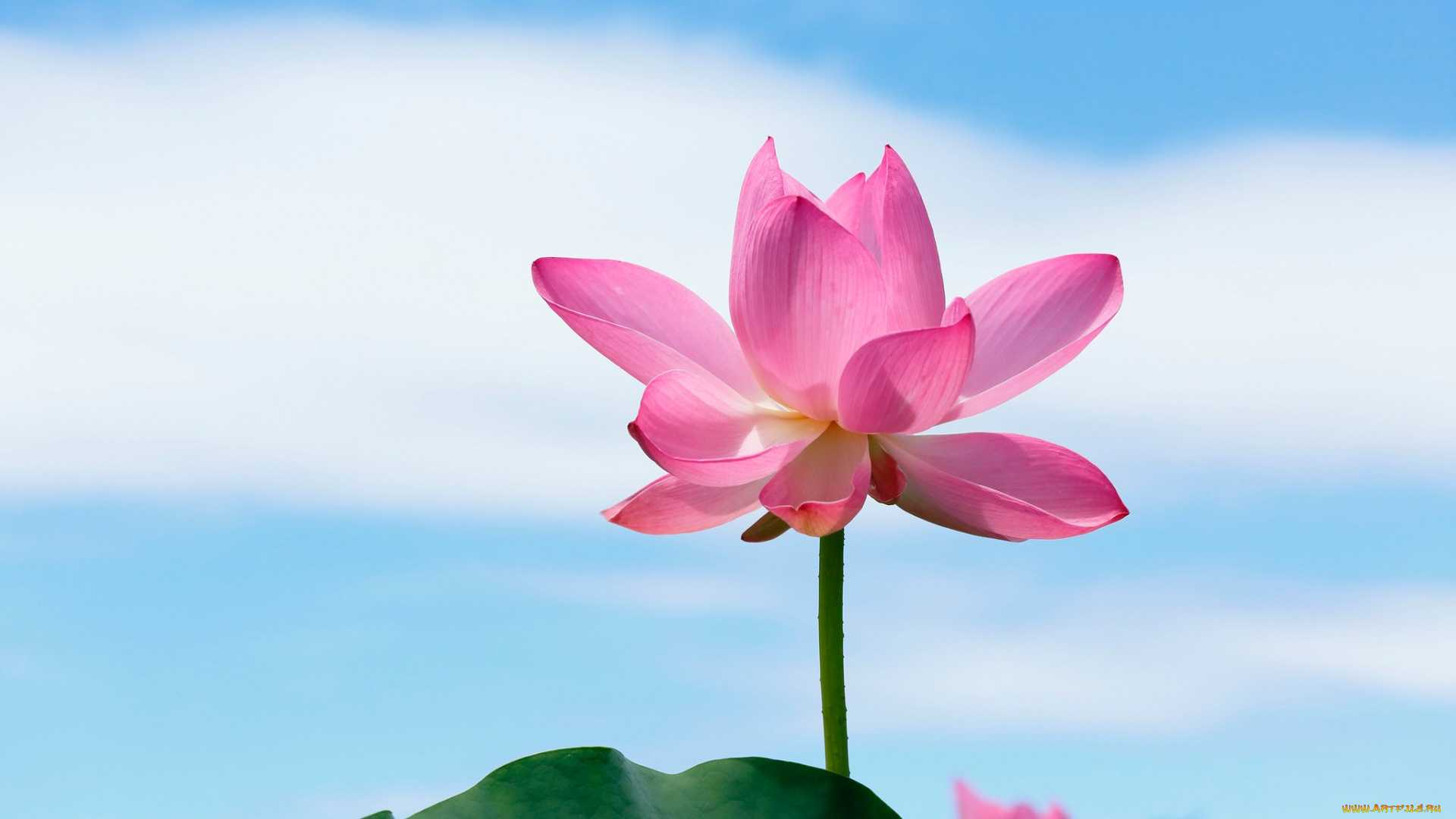 цветы, лотосы, природа, небо, лепестки, лотос, стебель, листья