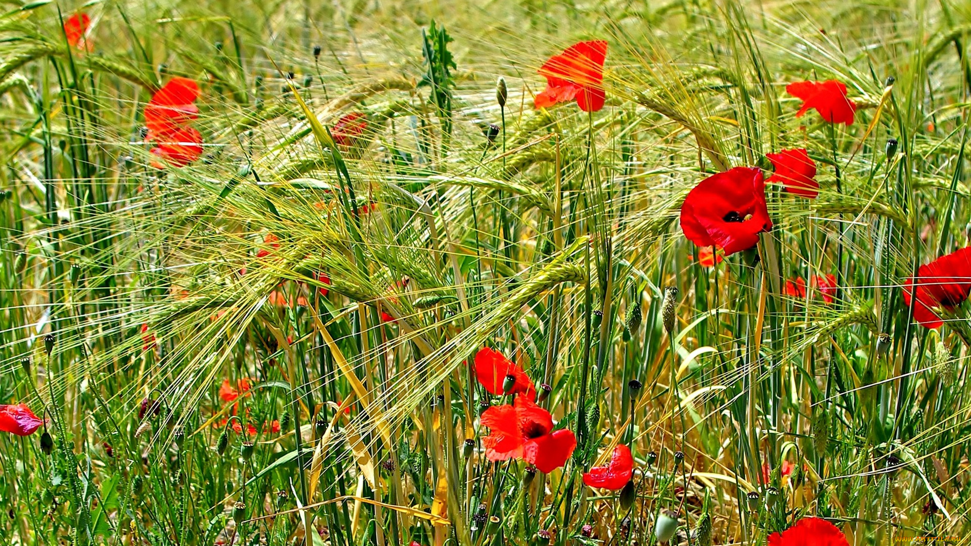 цветы, маки, луг, поле, трава, колосья