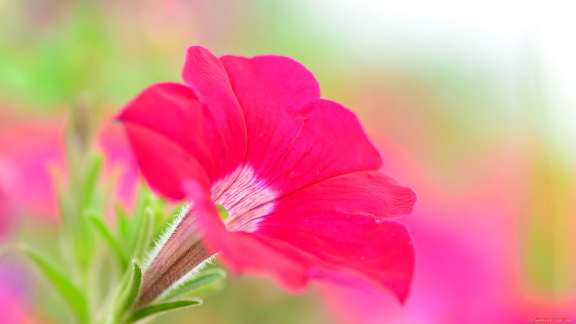 цветы, петунии, , калибрахоа, краски, петуния, цветок