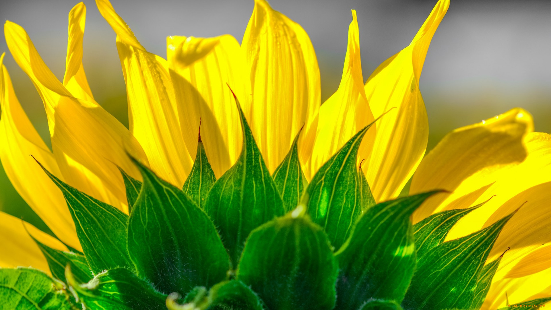 цветы, подсолнухи, подсолнух, лепестки, цветок