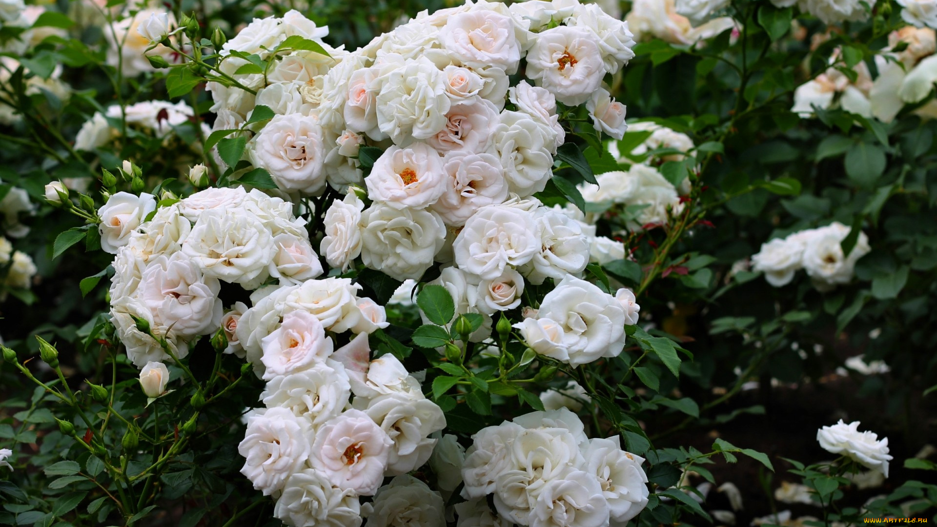 цветы, розы, куст, белый