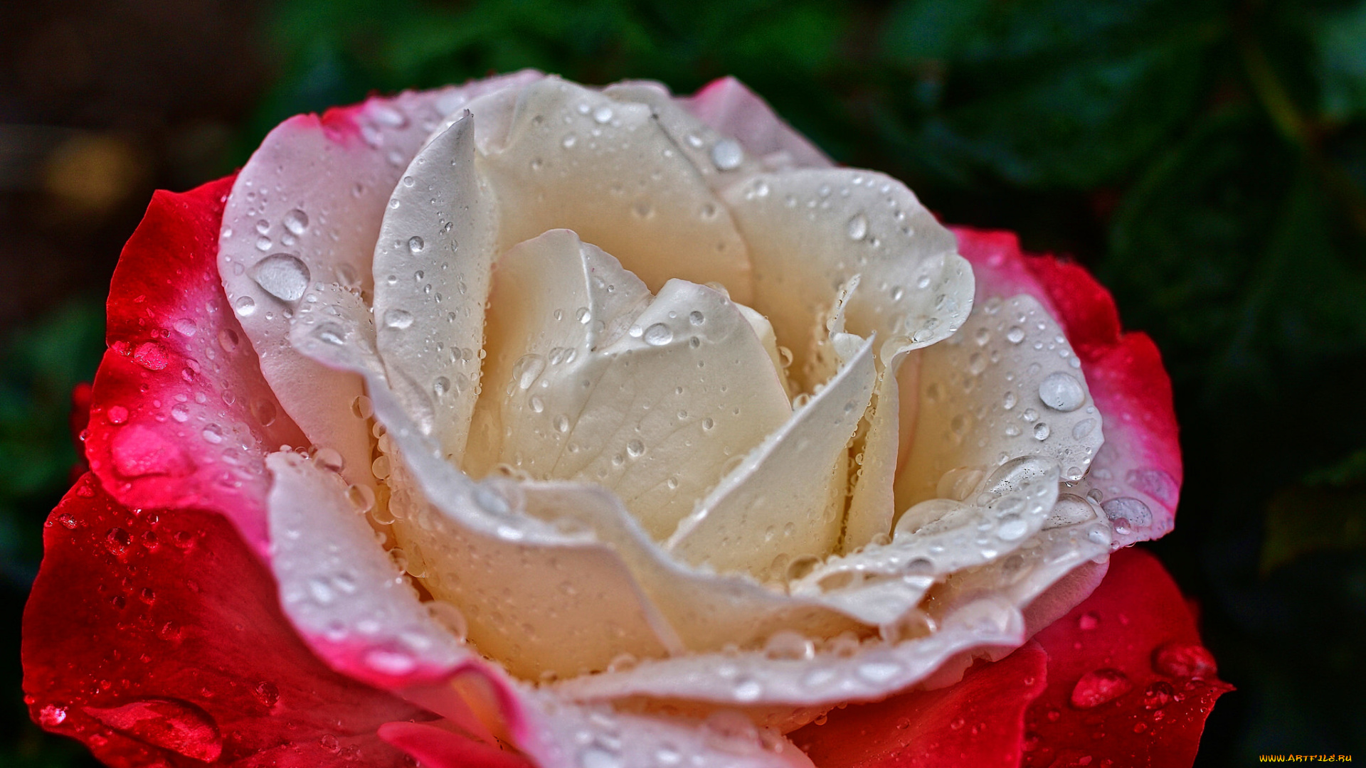 цветы, розы, лепестки, вода, роса, капли, роза, макро