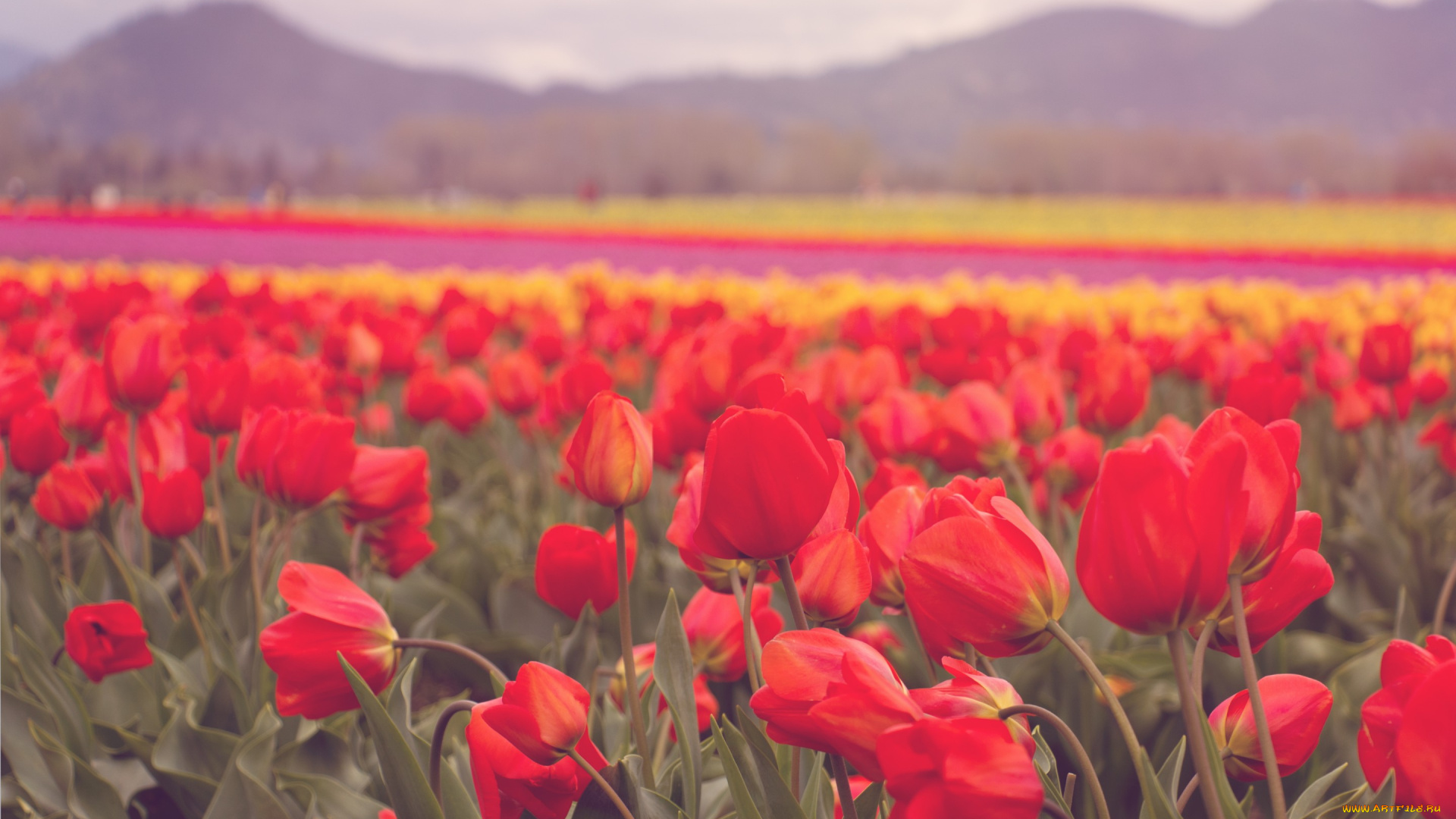 цветы, тюльпаны, красные, лепестки