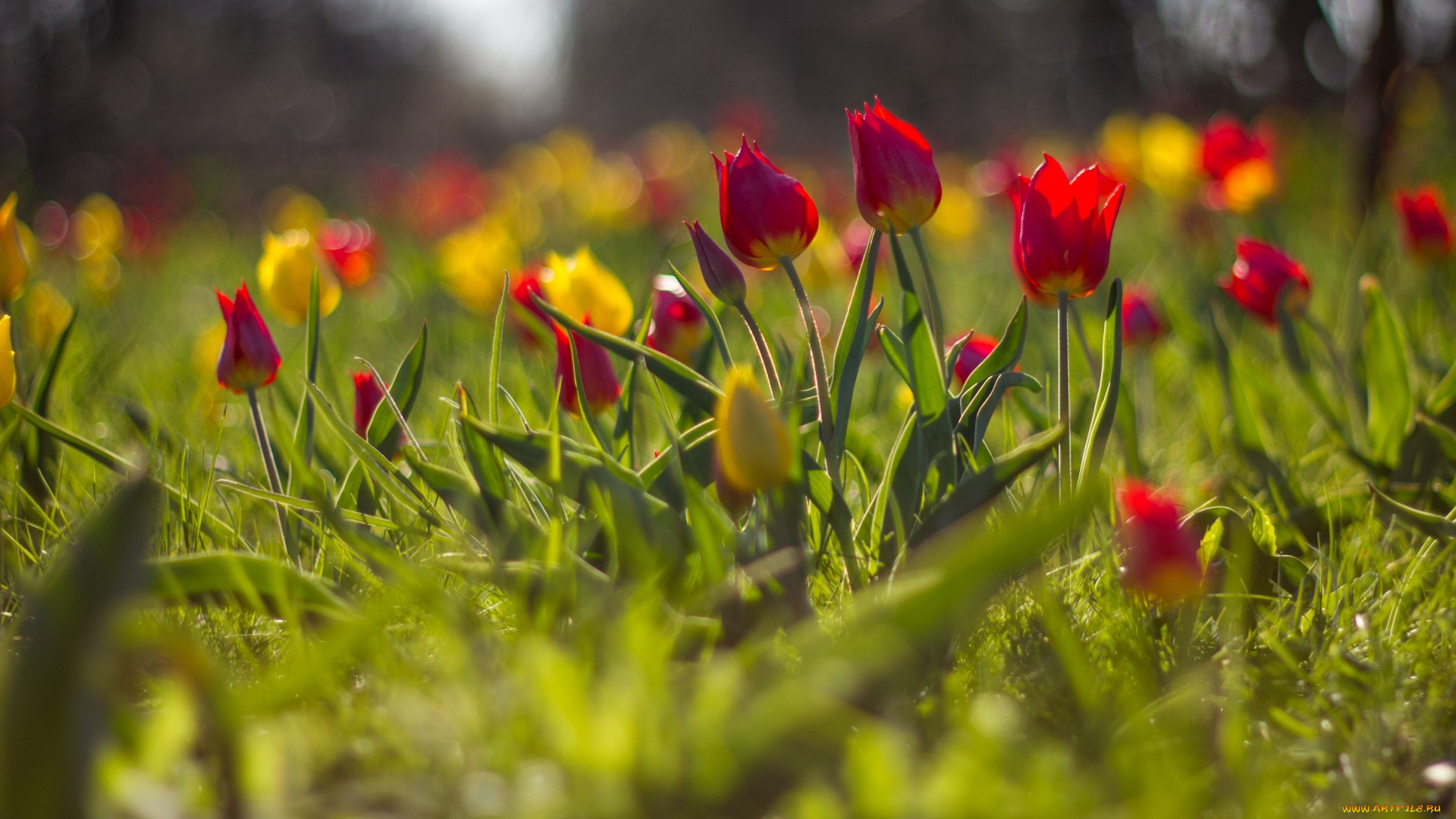 цветы, тюльпаны, размытость