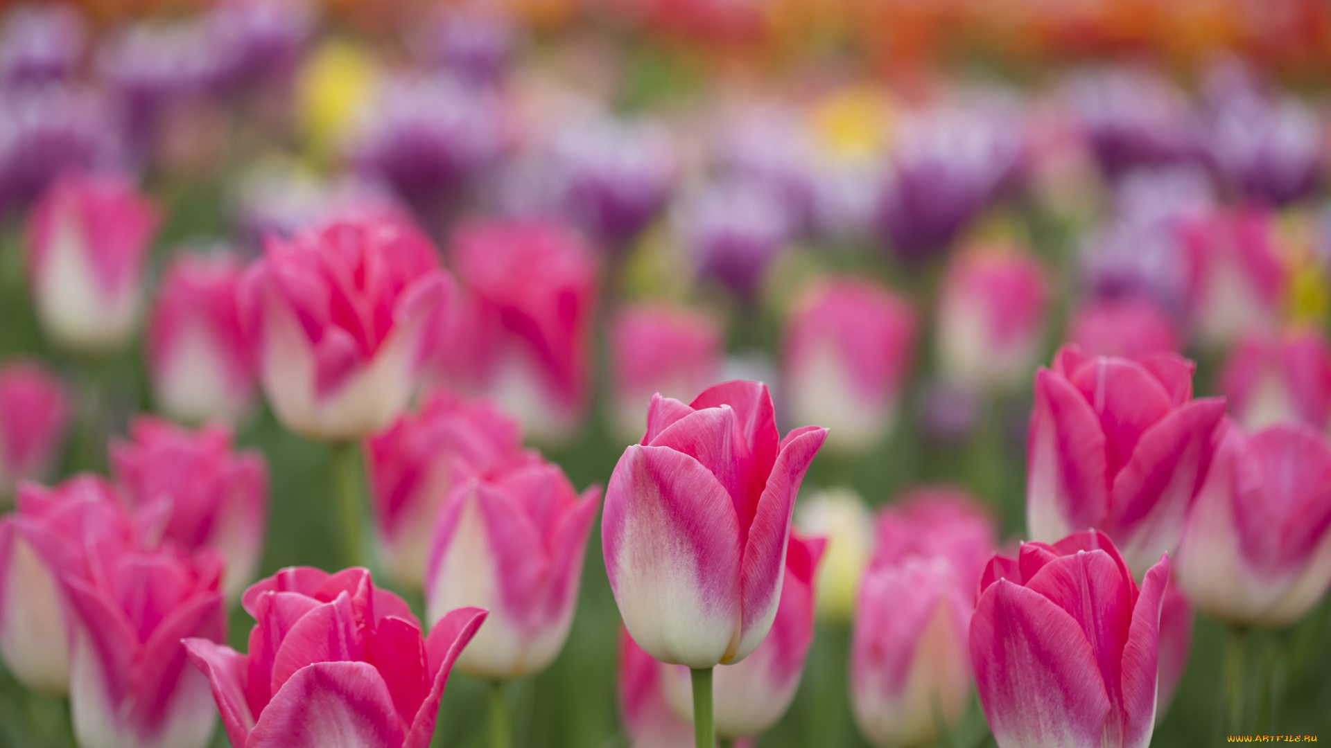 цветы, тюльпаны, сад, поле, луг, лепестки