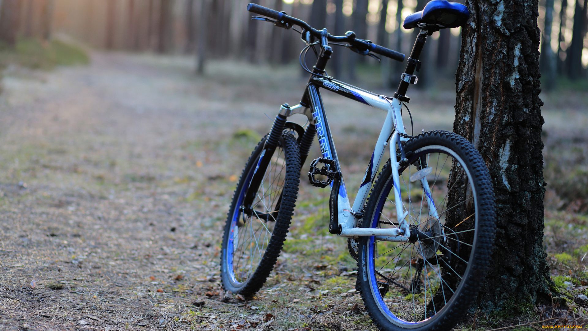 техника, велосипеды, утро, лес, дорожка, дерево, велосипед