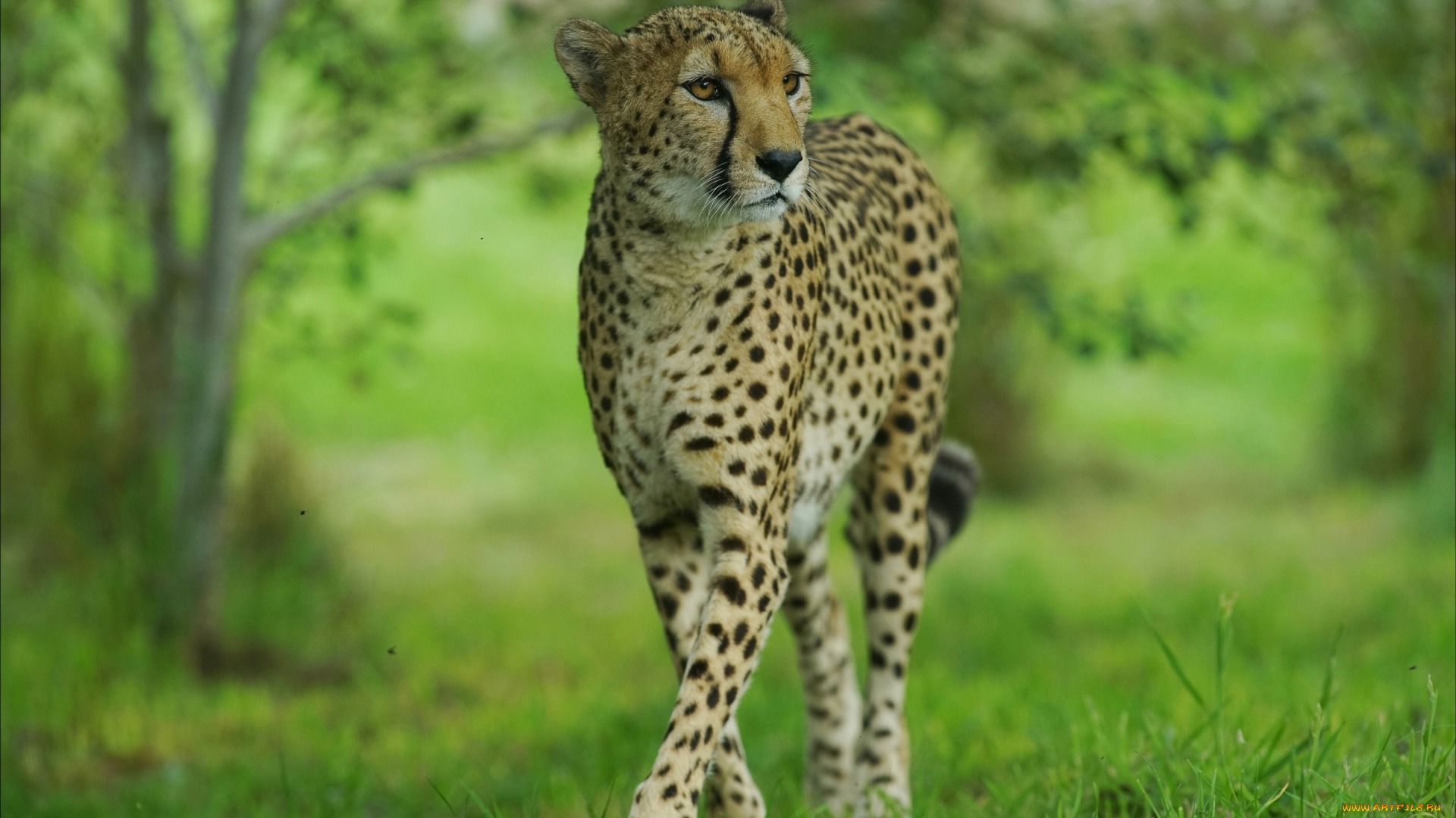 животные, гепарды, дикая, кошка, гепард, грация
