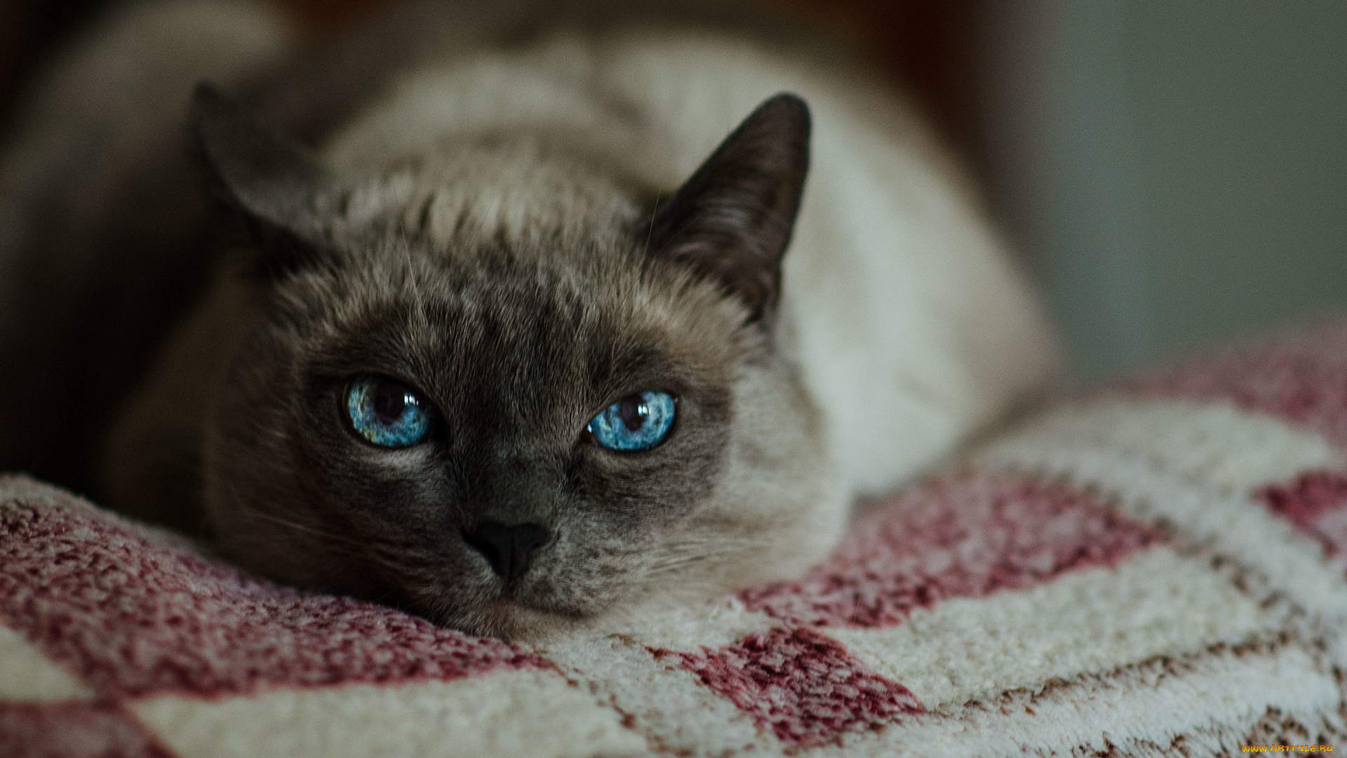 животные, коты, кот, кошка, глаза