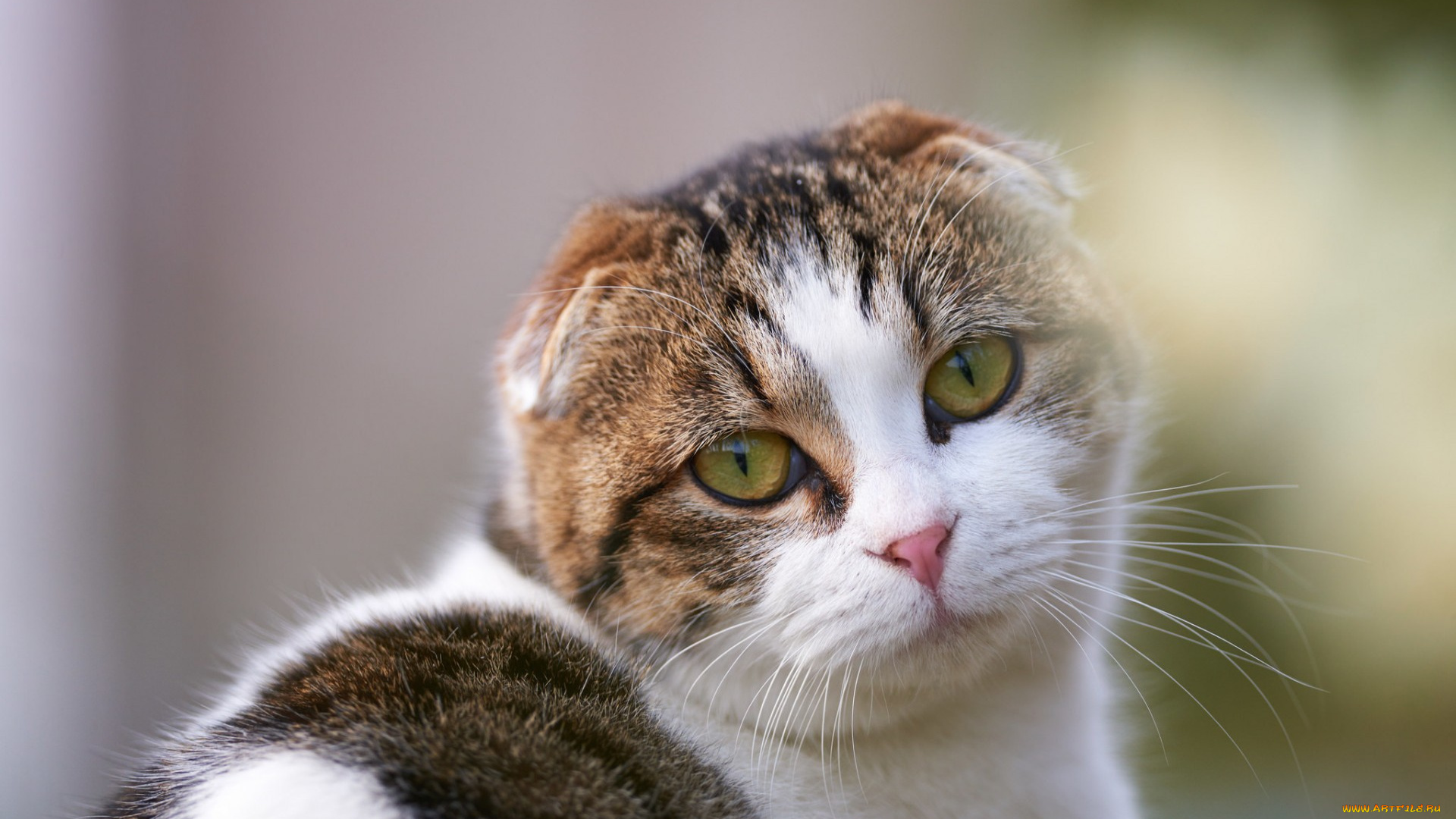 животные, коты, взгляд, мордочка, глаза, скоттиш-фолд, шотландский, вислоухий