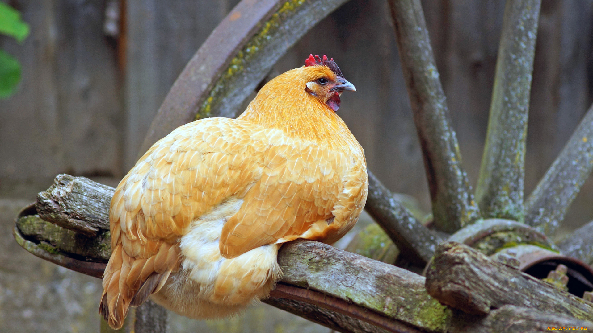 животные, куры, , петухи, курица