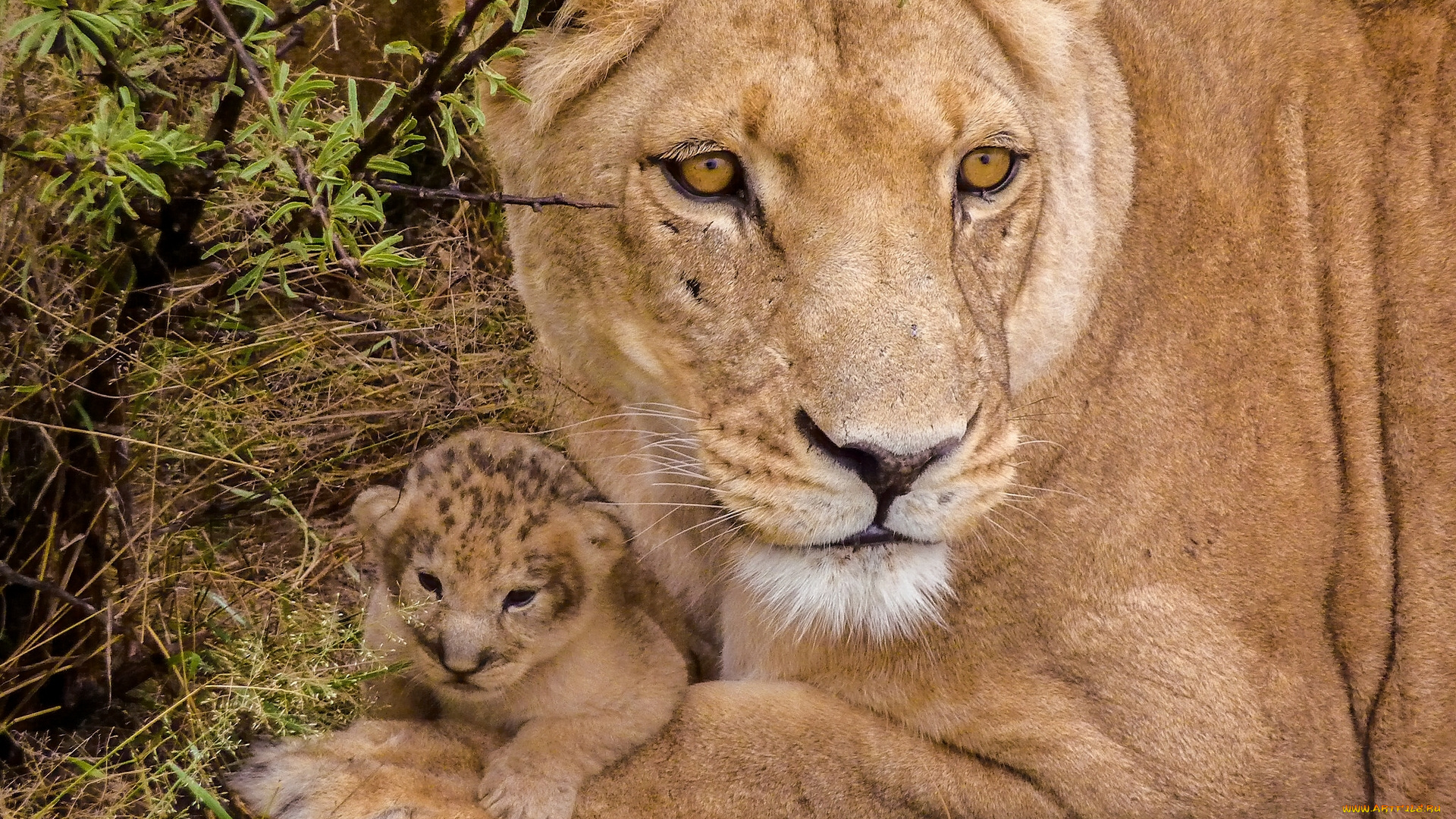 животные, львы, львёнок, детёныш, малыш, львица