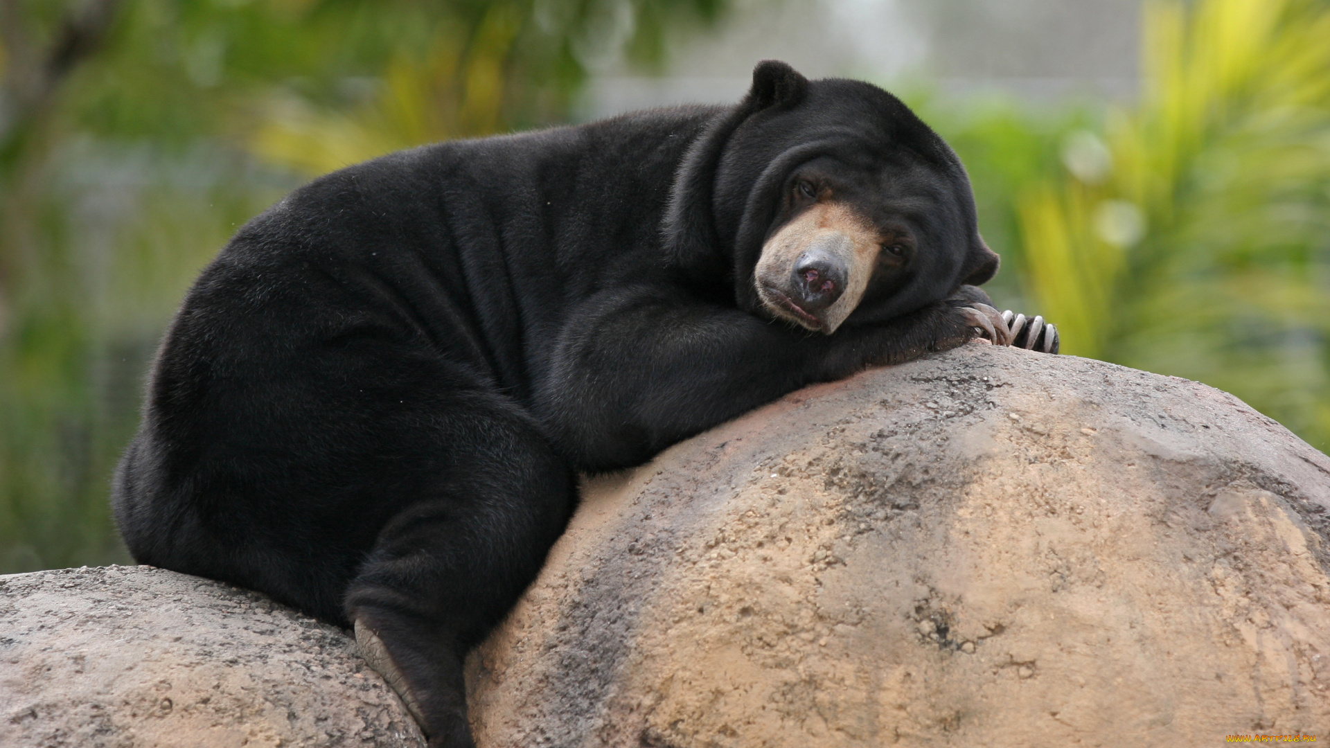 животные, медведи, гризли, камни