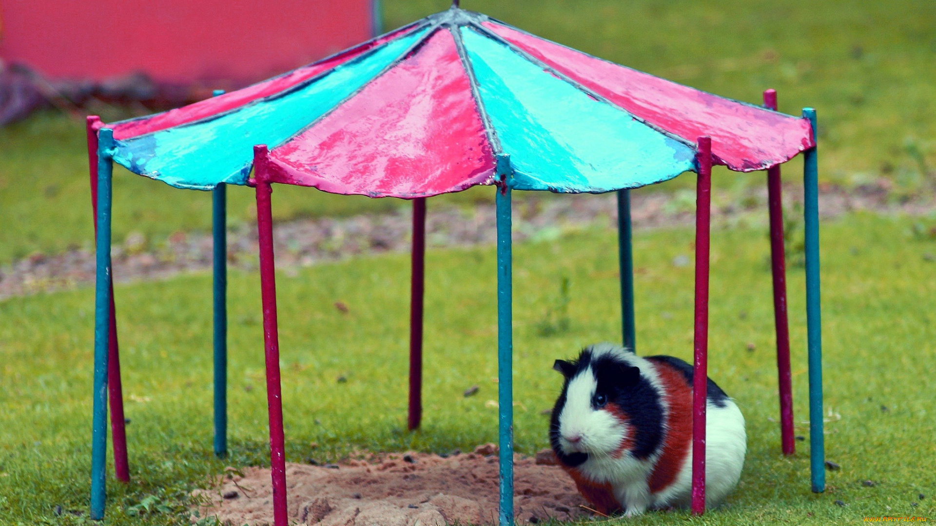 животные, морские, свинки, , хомяки, луг, навес, морская, свинка