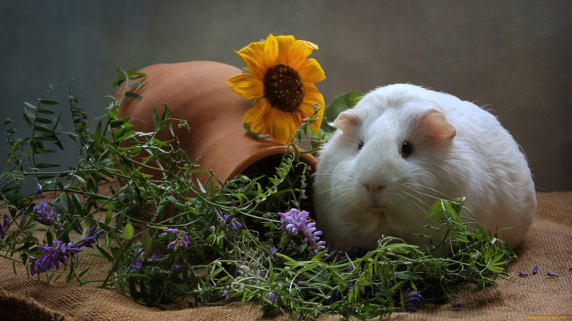 животные, морские, свинки, , хомяки, подсолнух, кувшин, морская, свинка, зверек, мешковина