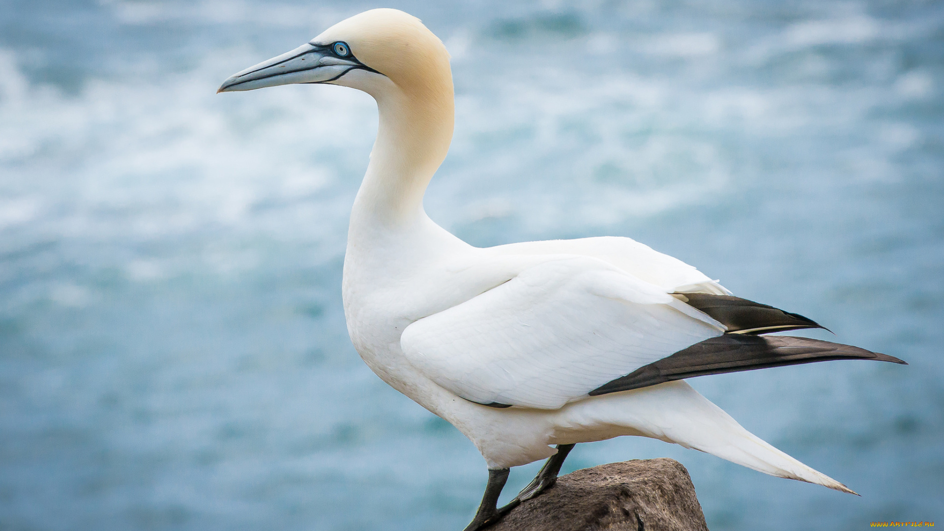 животные, олуши, олуш