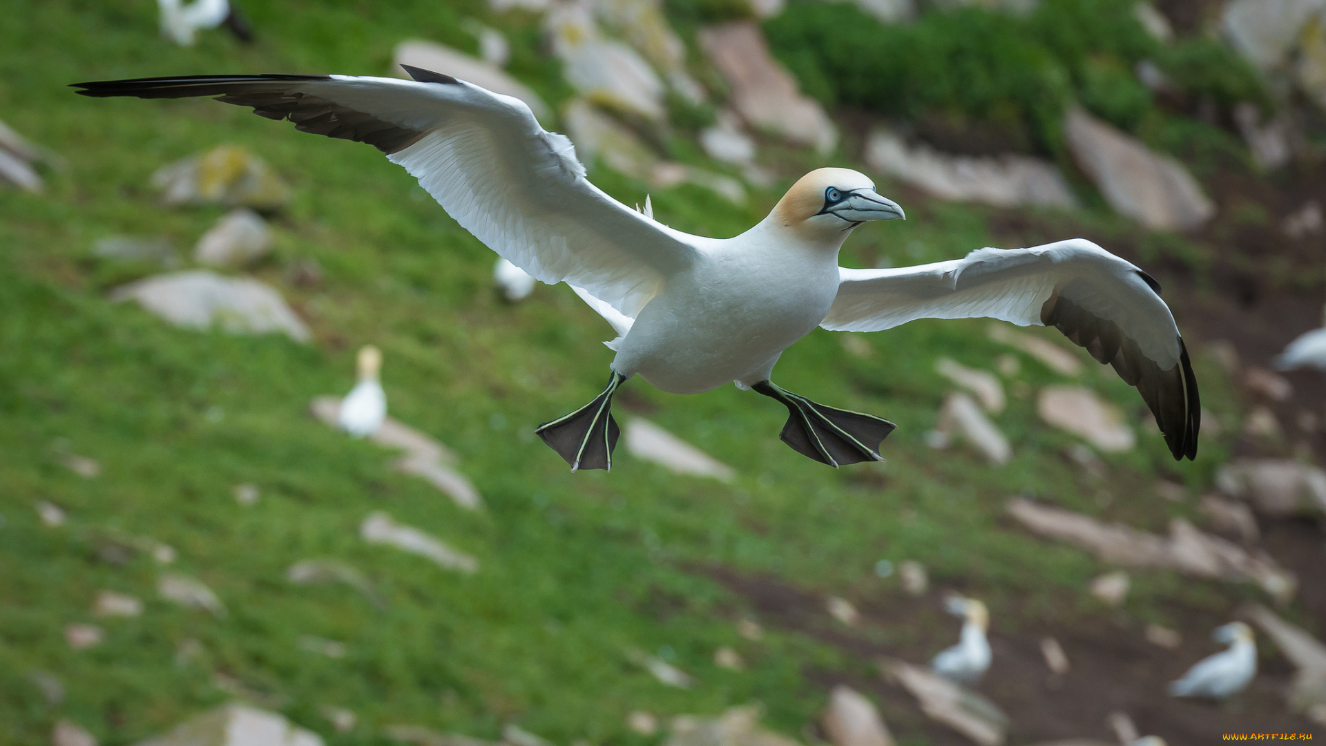 животные, олуши, олуш