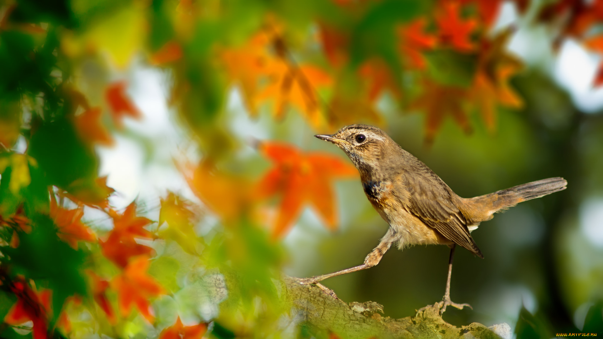 животные, птицы, птичка