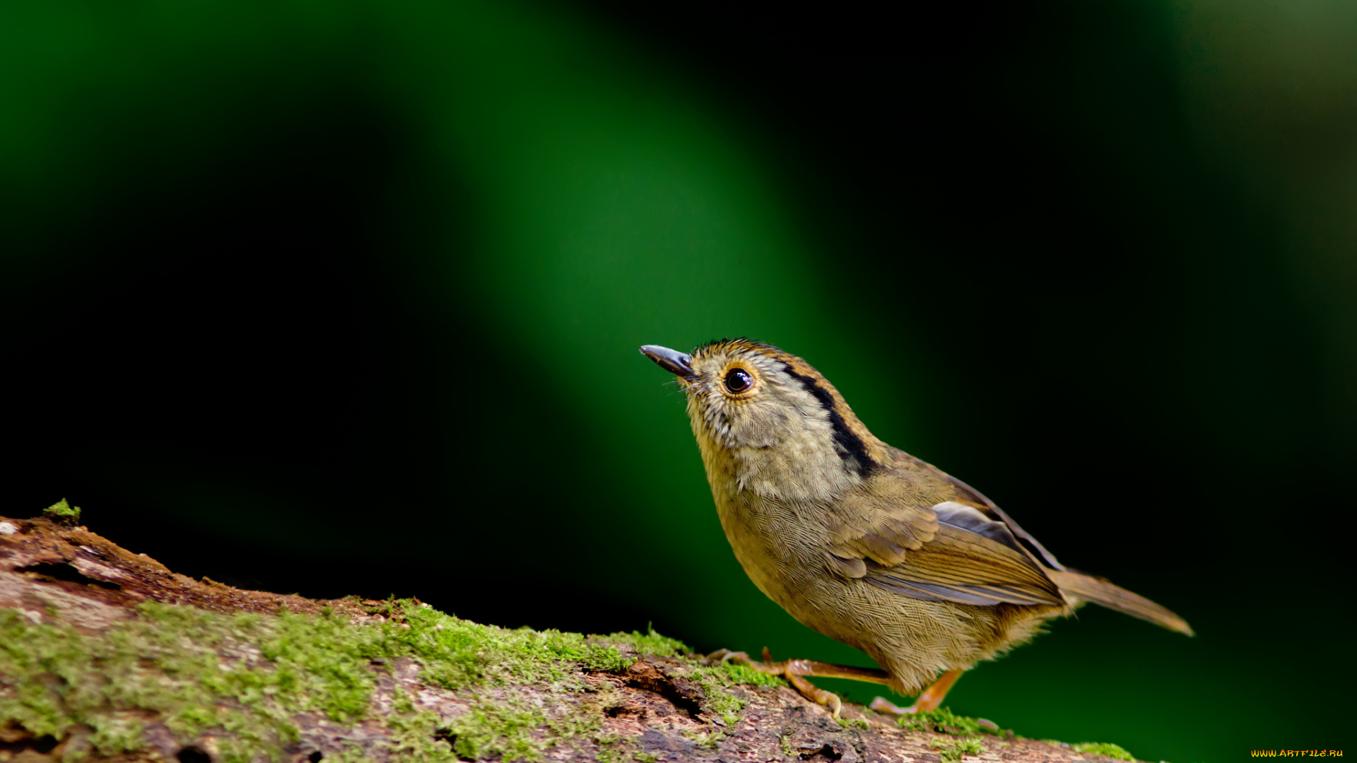 животные, птицы, птичка