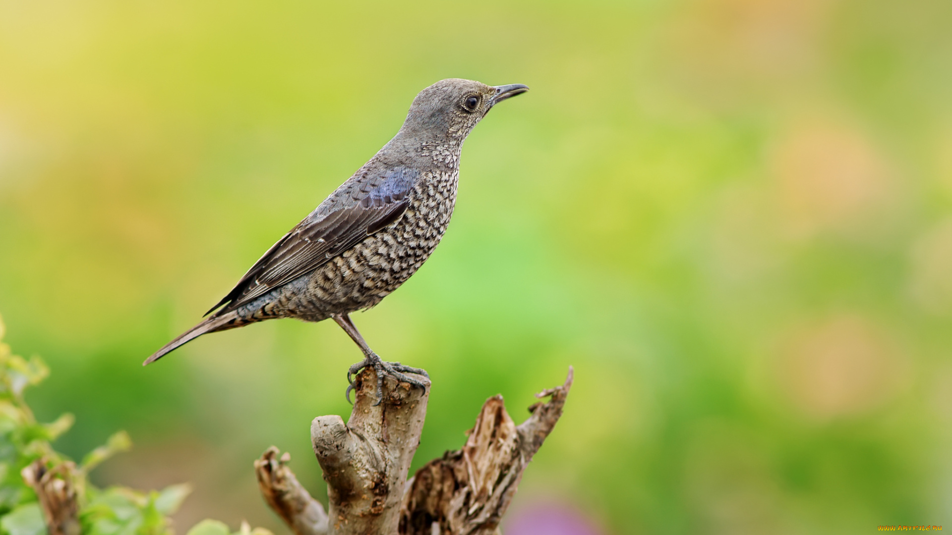 животные, птицы, птичка