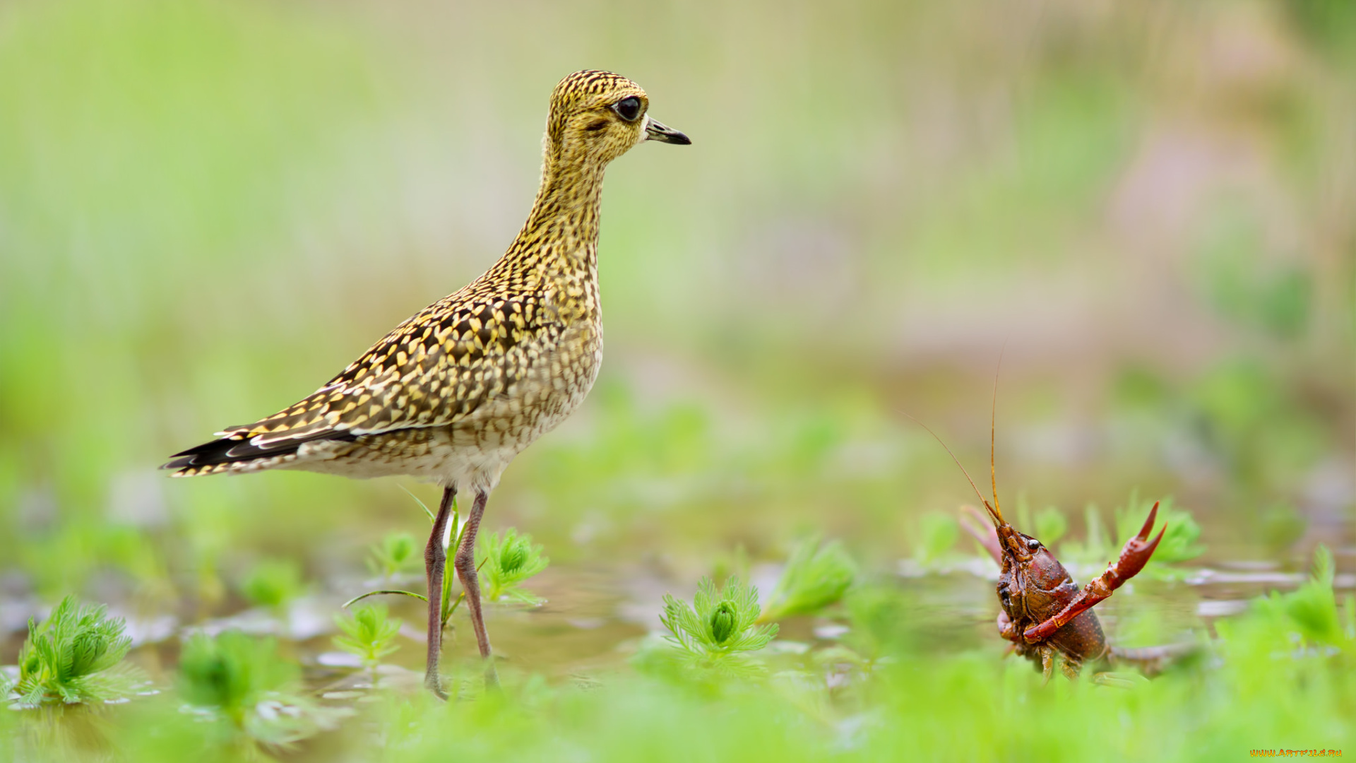 животные, разные, вместе, птичка