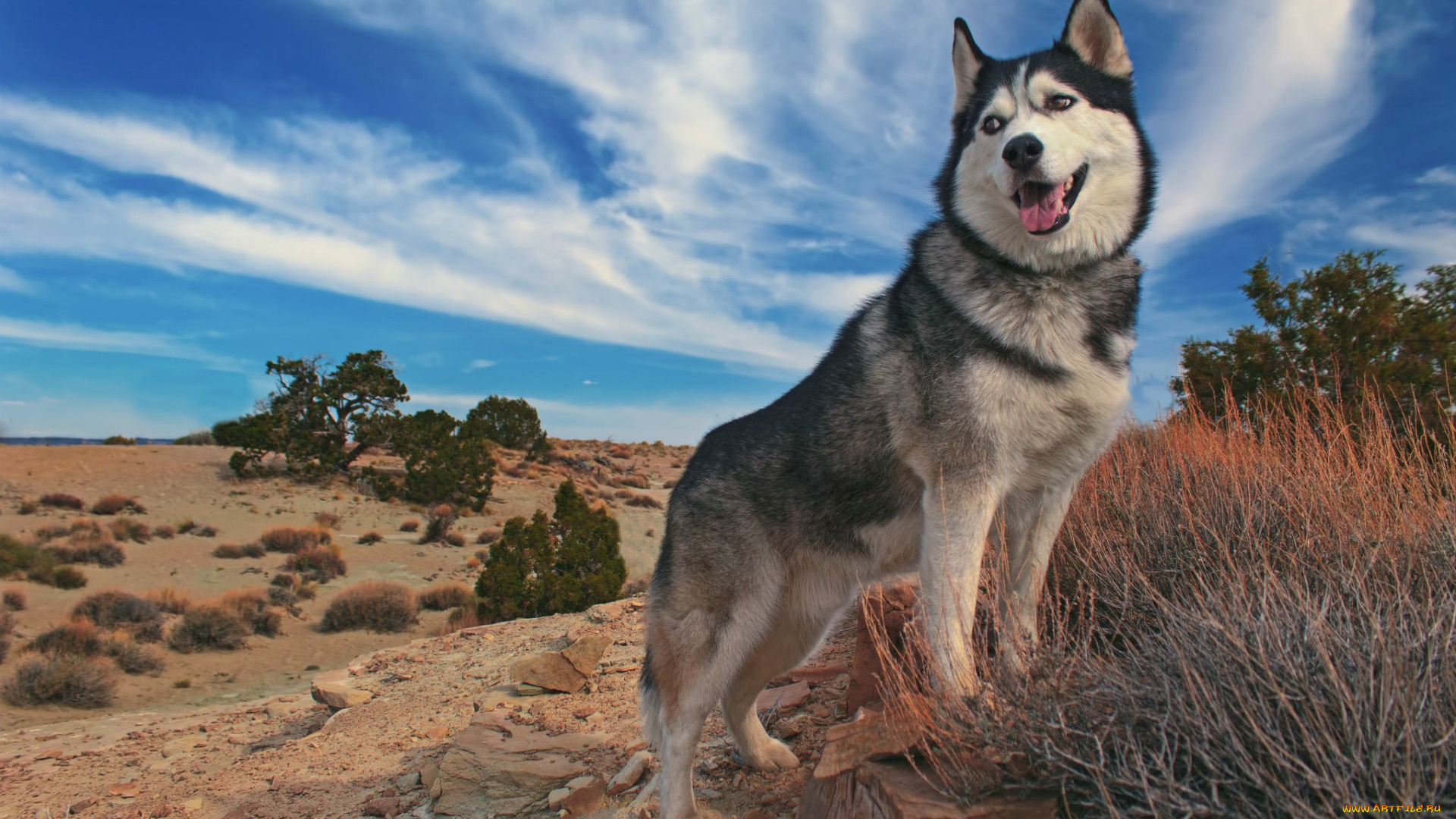 животные, собаки, красавец, небо, маламут, пес
