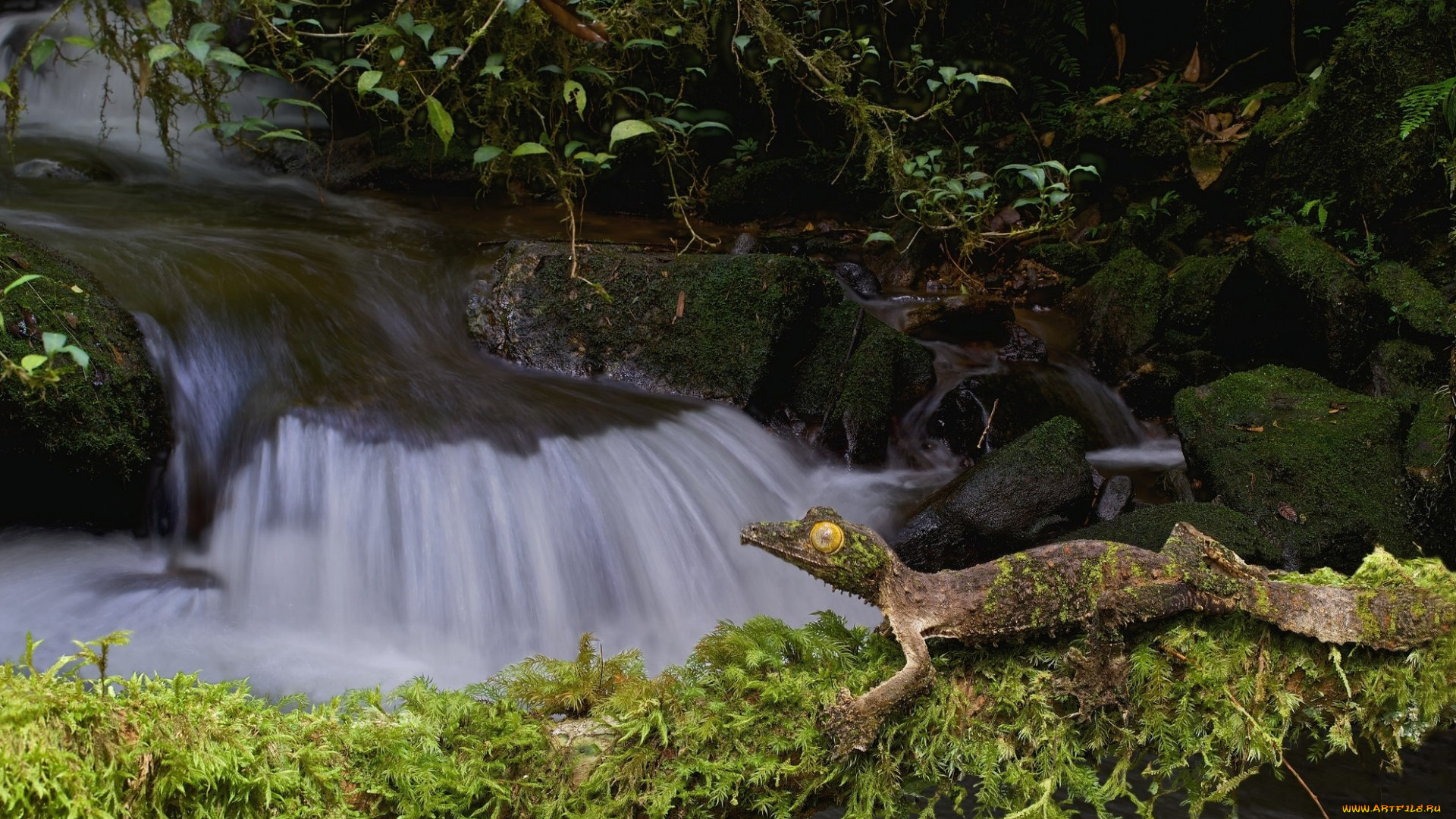 животные, Ящерицы, , игуаны, , вараны, фантастический, листохвостый, геккон, природа, мох, камни, сатанинский, ящерица, ручей