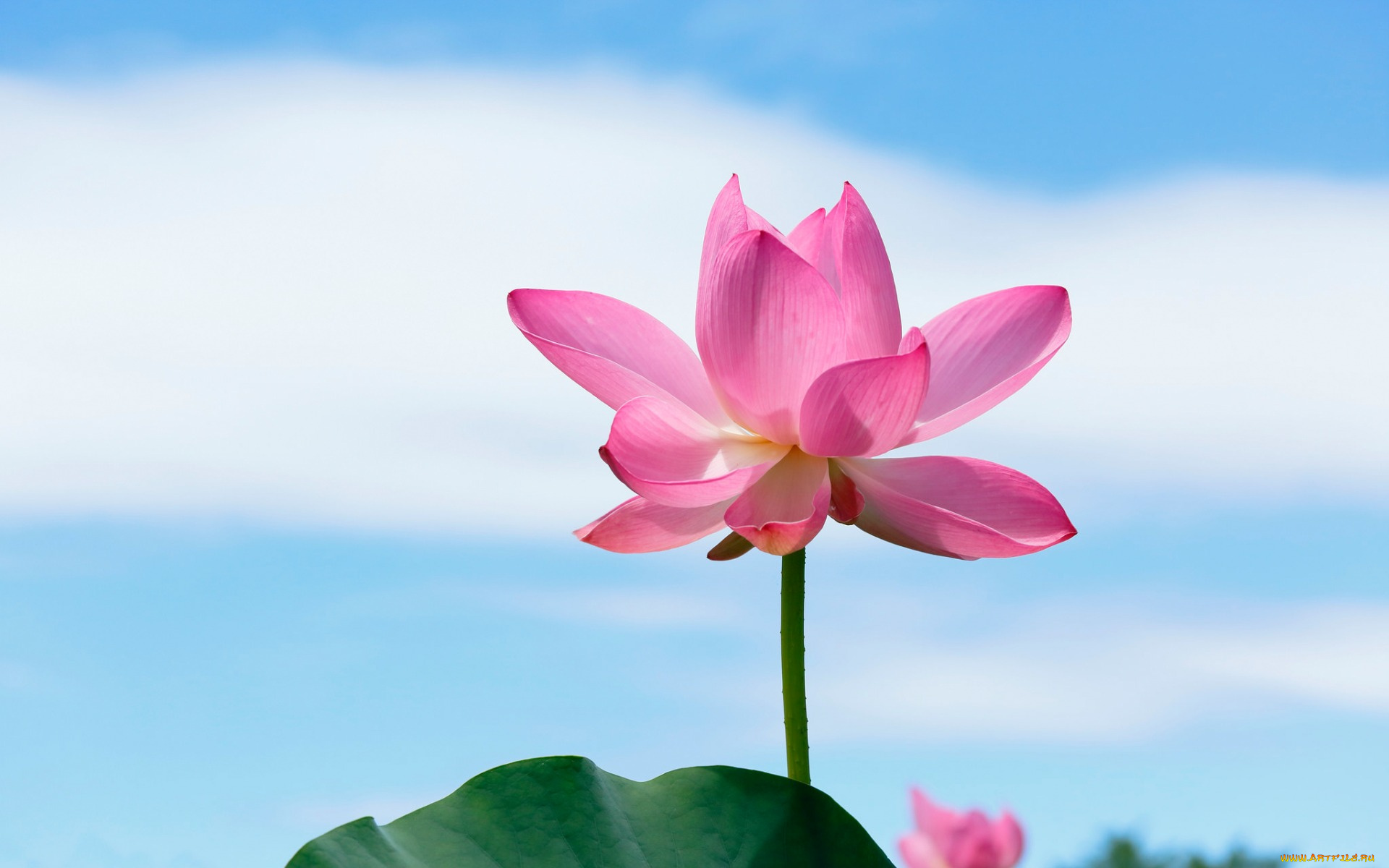 цветы, лотосы, природа, небо, лепестки, лотос, стебель, листья