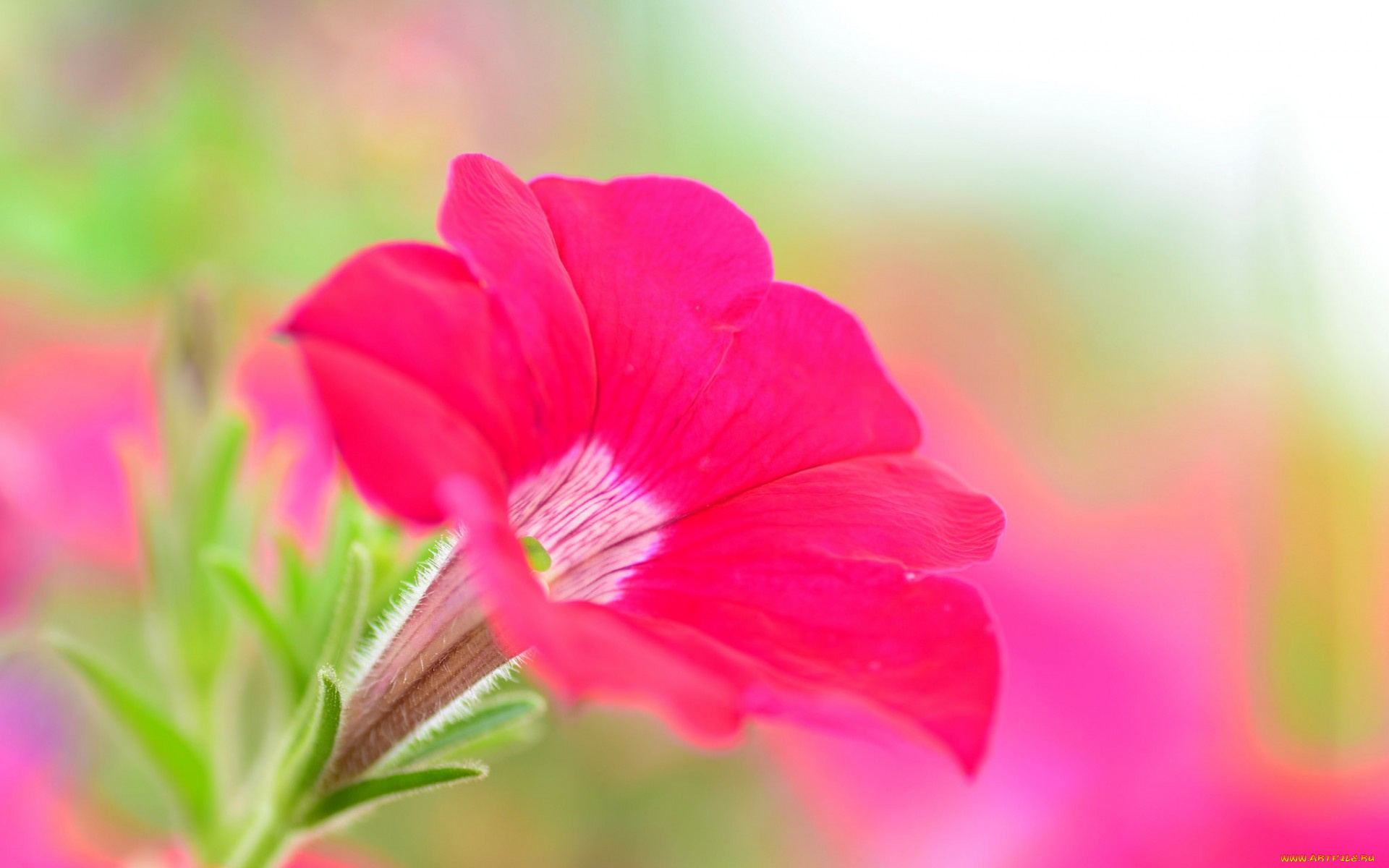 цветы, петунии, , калибрахоа, краски, петуния, цветок