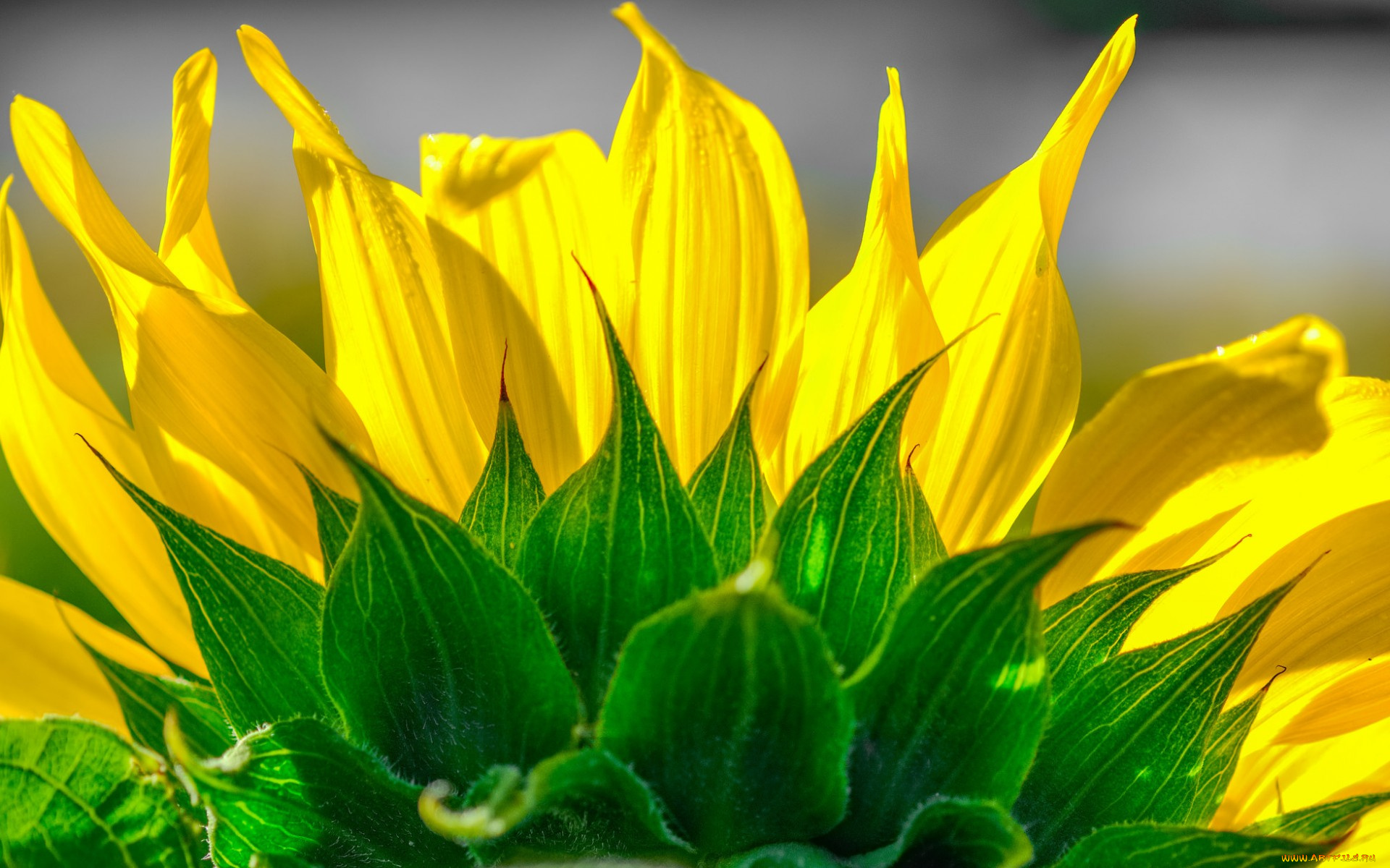 цветы, подсолнухи, подсолнух, лепестки, цветок