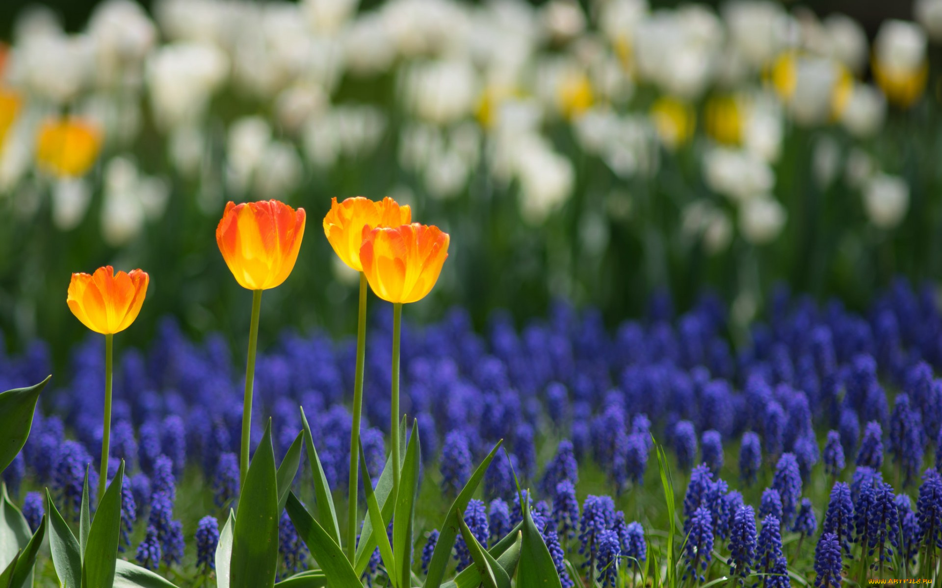 цветы, разные, вместе, весна, природа, лепестки, тюльпаны, плантация, сад, поле