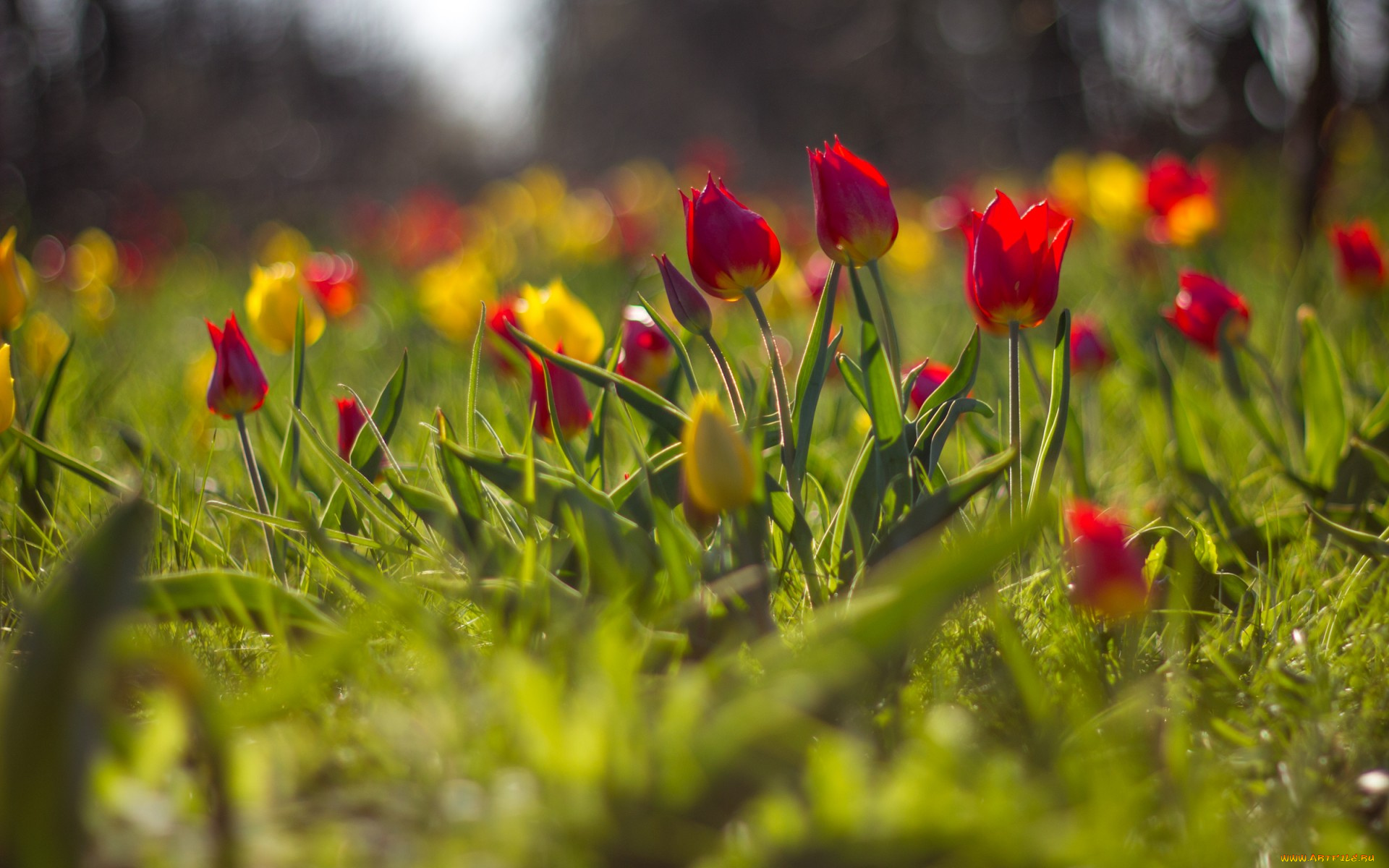 цветы, тюльпаны, размытость
