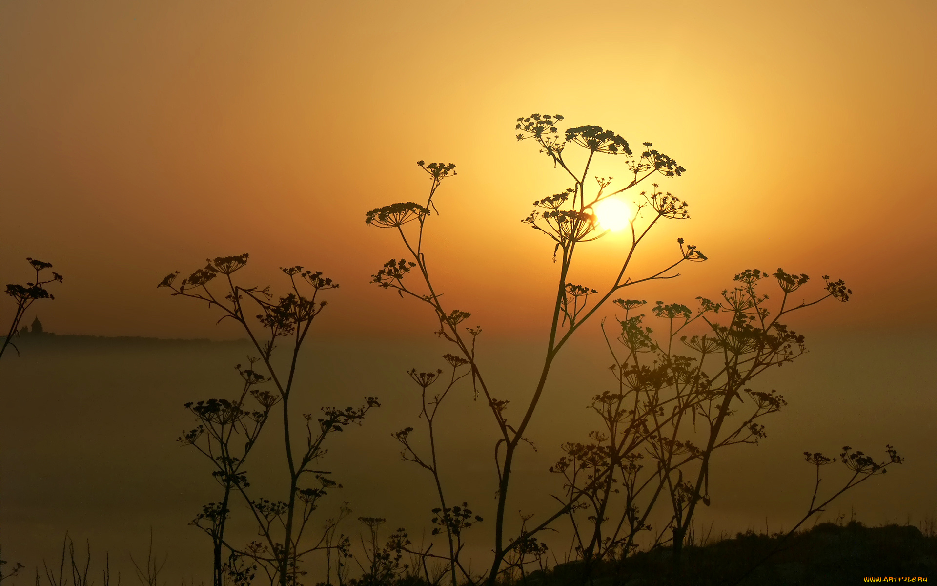природа, восходы, закаты, небо, солнце, закат, растение, силуэт, горизонт