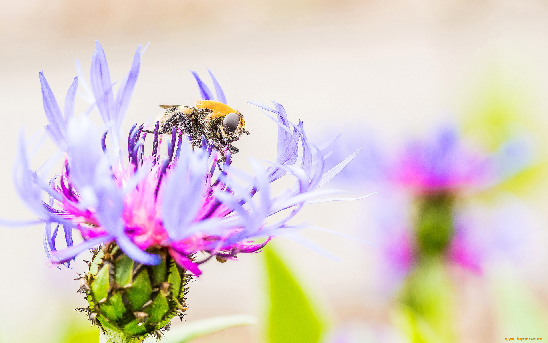 животные, насекомые, сорняк, цветок, насекомое, лепестки