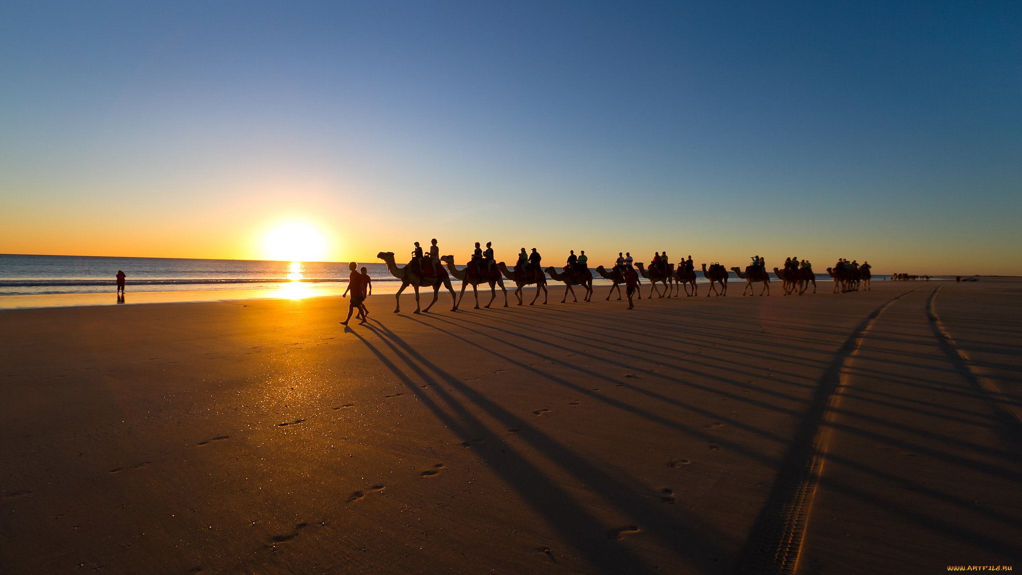 животные, верблюды, море, пляж, пейзаж